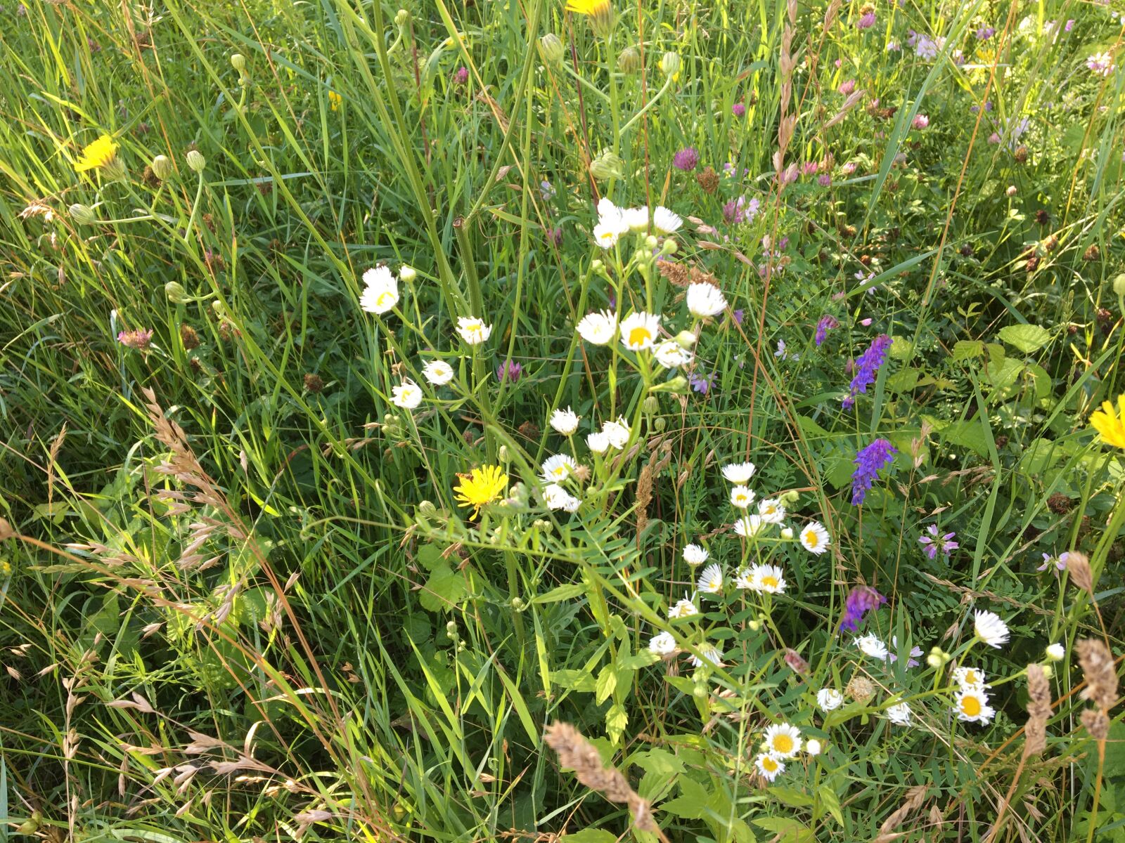 Apple iPhone 6s sample photo. Meadow, flowers, summer photography