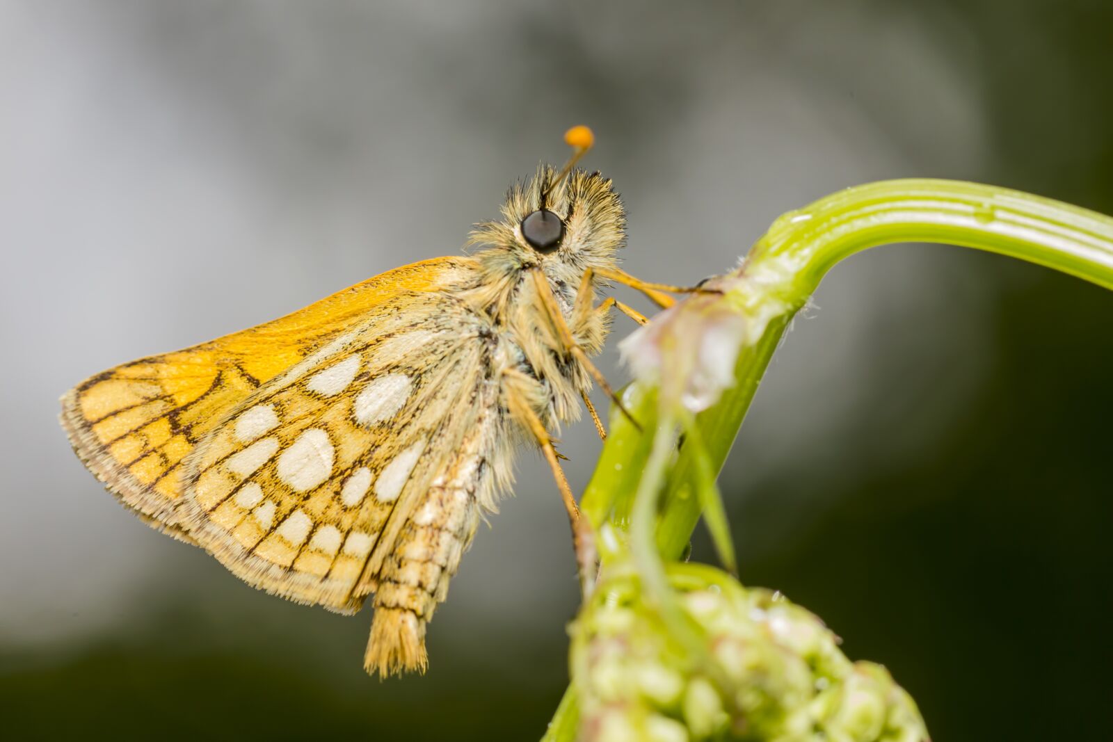 Canon EOS 550D (EOS Rebel T2i / EOS Kiss X4) sample photo. Chequered skipper, carterocephalus palaemon photography