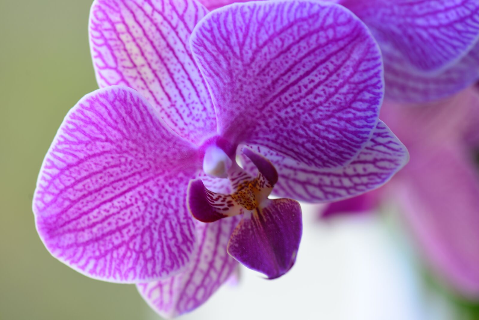 Nikon D610 sample photo. Blossom, bloom, orchid photography