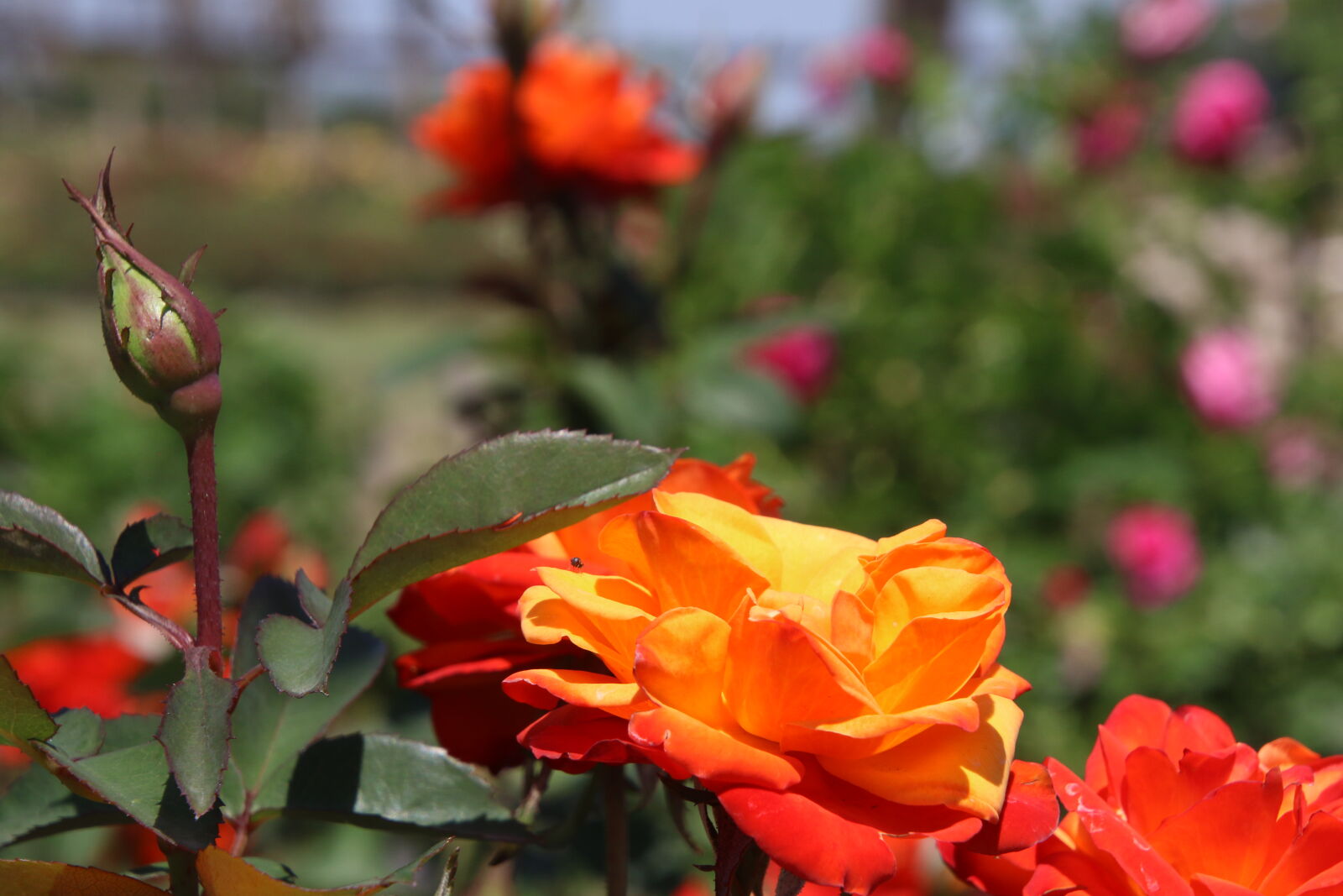 Canon EOS 7D Mark II sample photo. Garden, green, grow, leaves photography