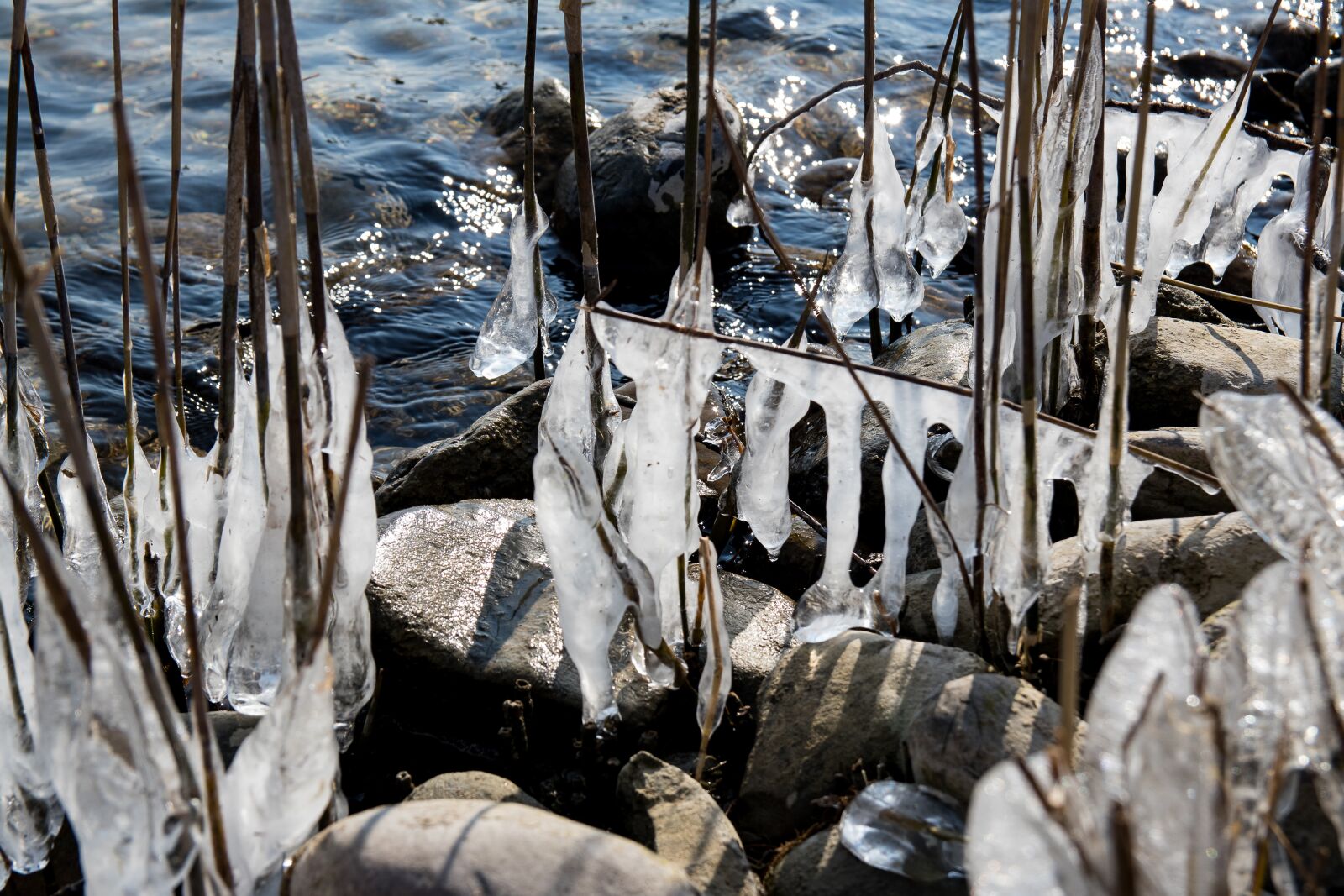 Canon EOS 80D sample photo. Ice, winter, shrubs photography