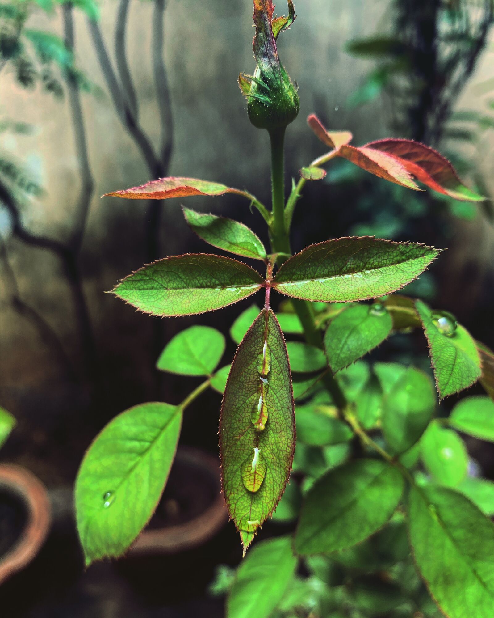 iPhone 11 Pro back triple camera 4.25mm f/1.8 sample photo. Nature, symmetry, water photography
