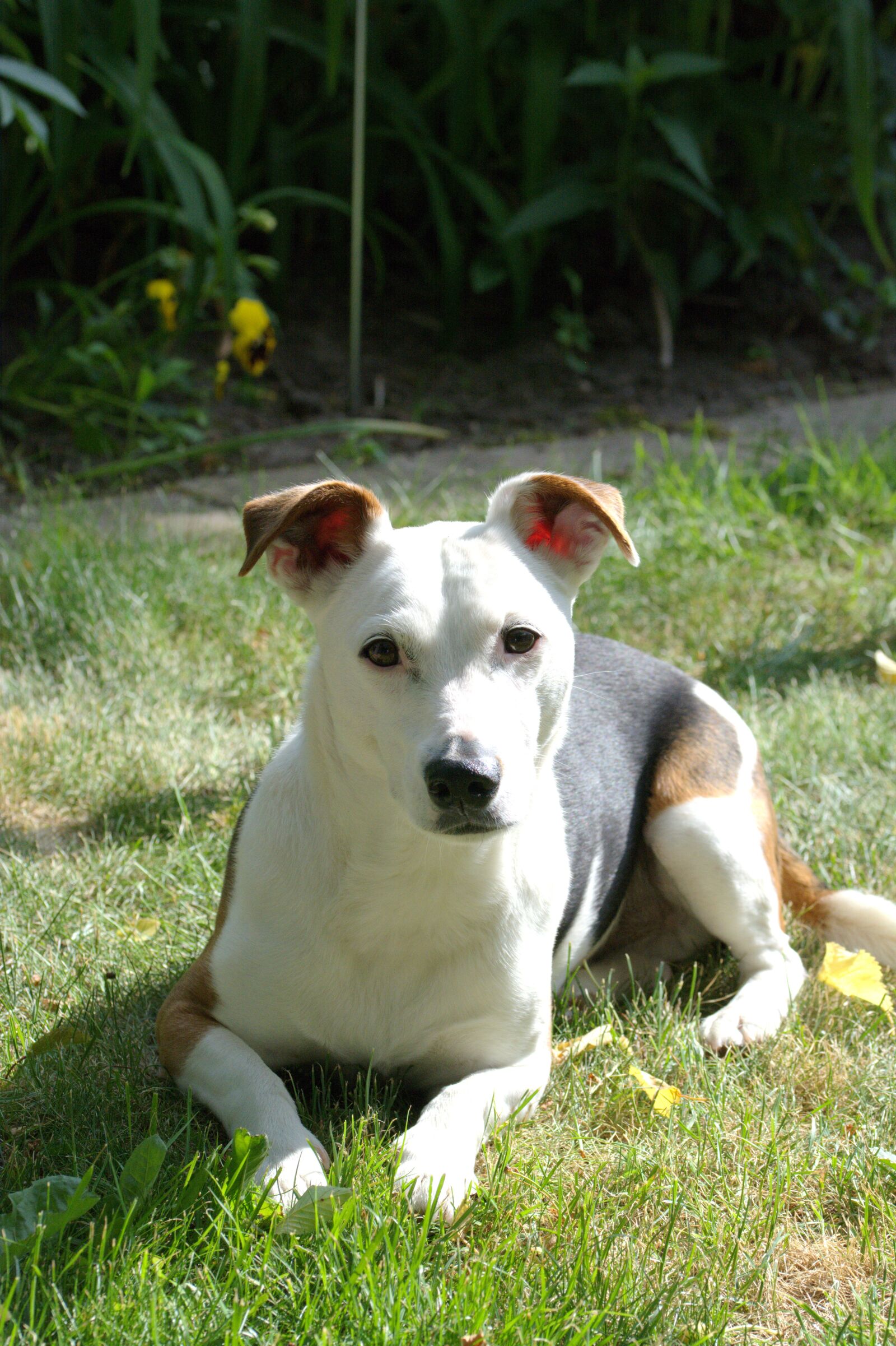 Nikon D5200 sample photo. Dog, jack russell, terrier photography