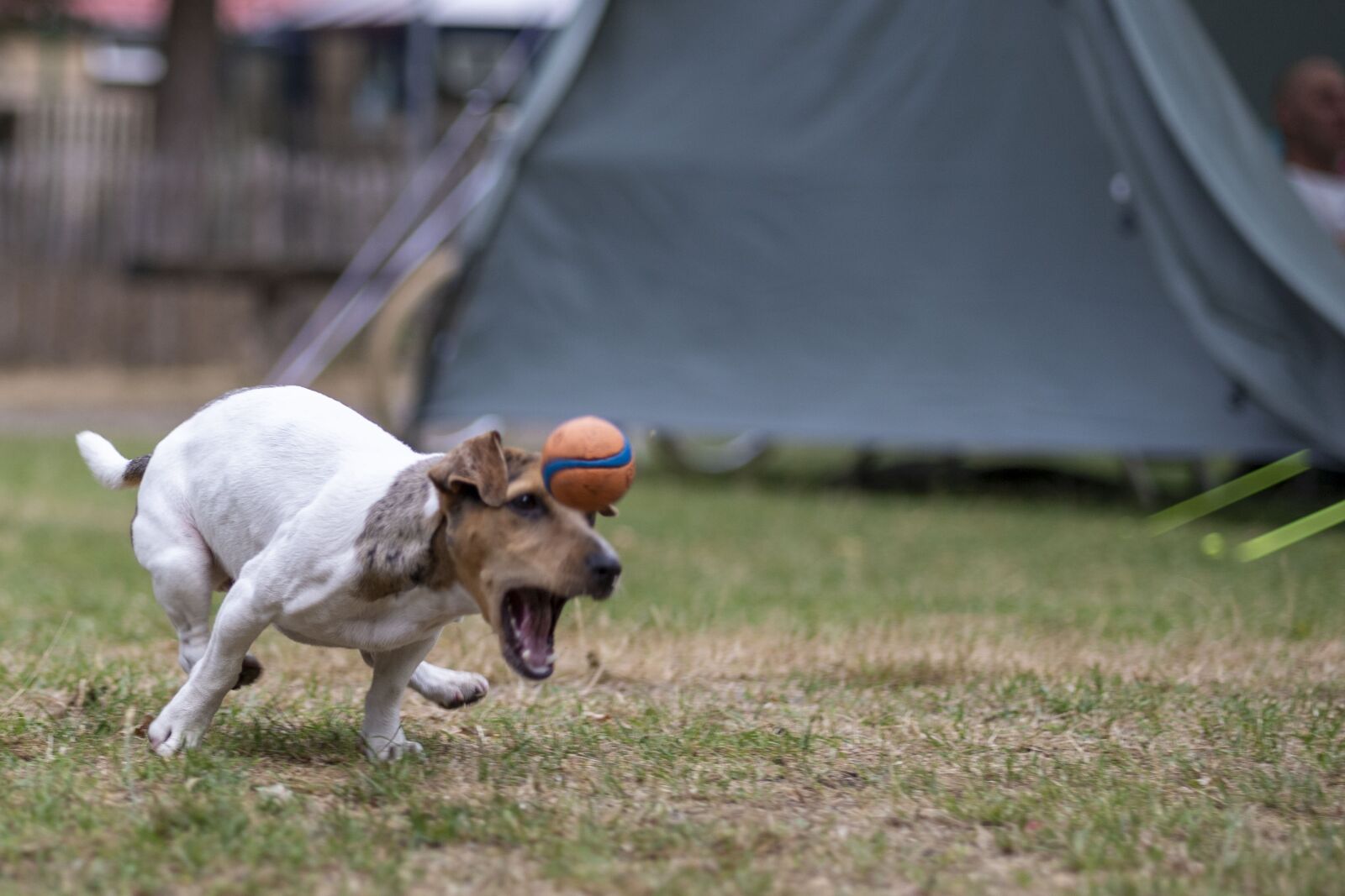 Canon EOS 6D Mark II sample photo. Dog, jackrussel, racing photography