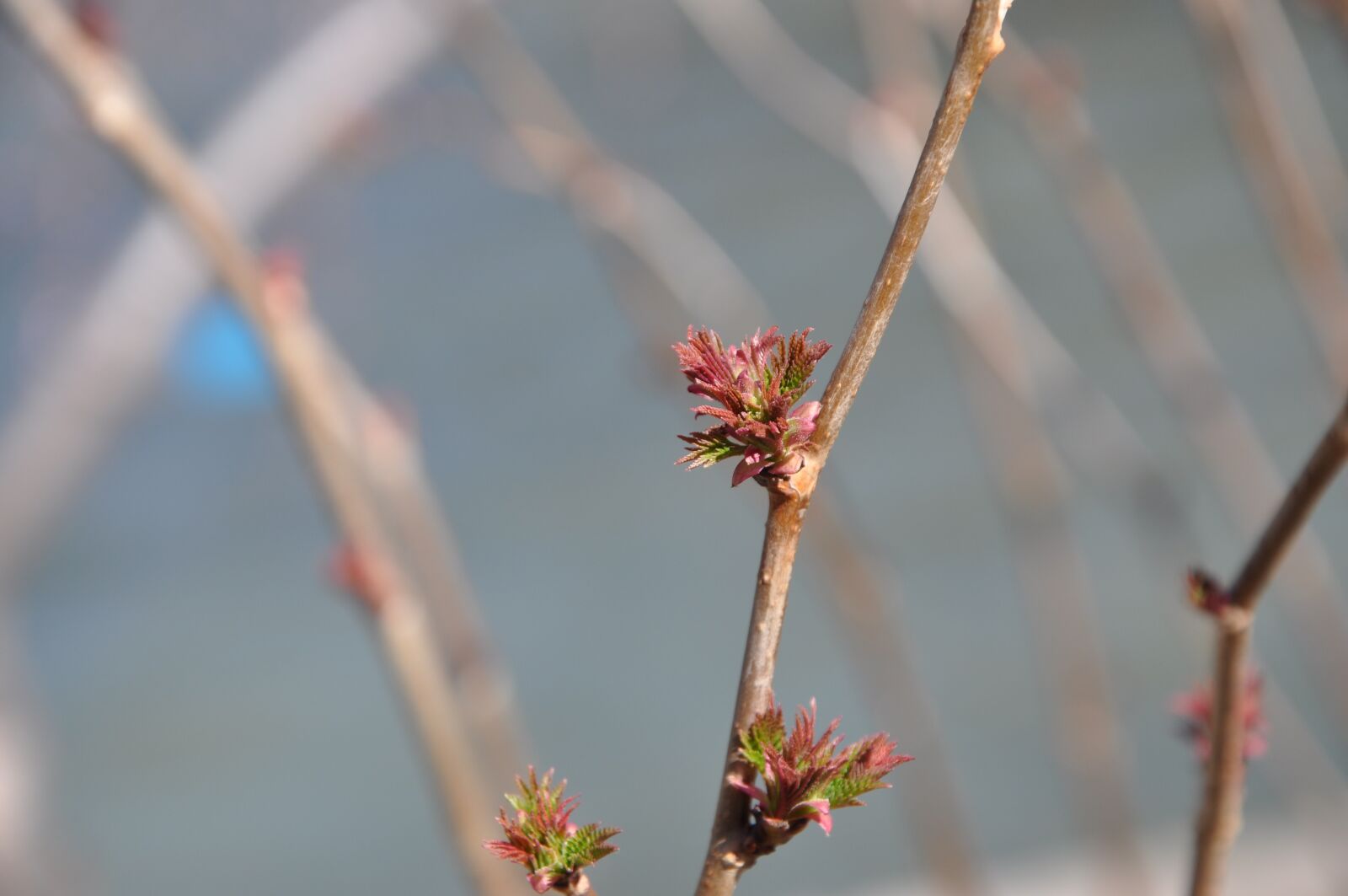 Nikon D90 sample photo. Spring, natural, color photography