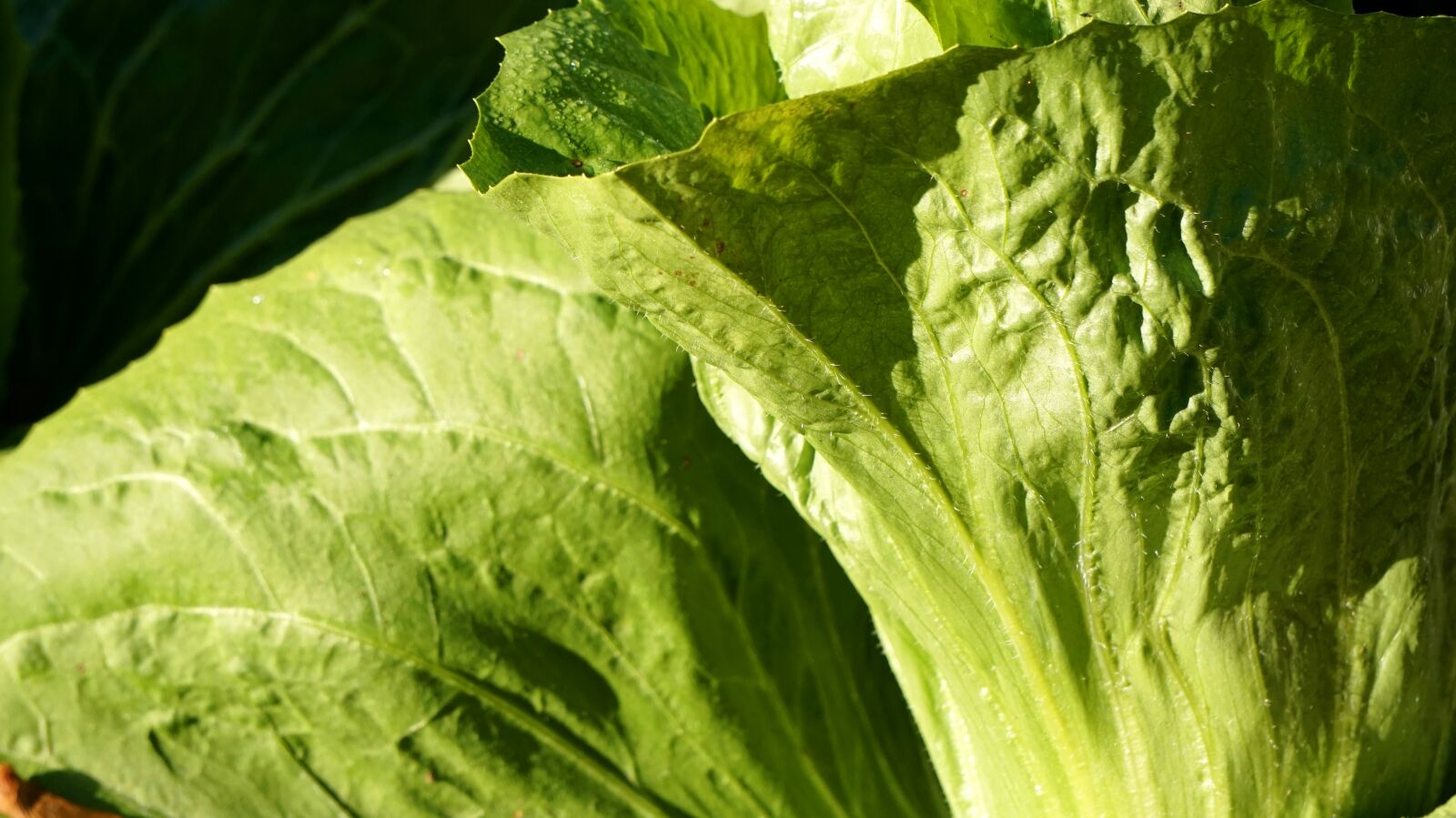 Sony Alpha a5000 (ILCE 5000) + Sony E 55-210mm F4.5-6.3 OSS sample photo. Salad, sugarloaf, fresh photography