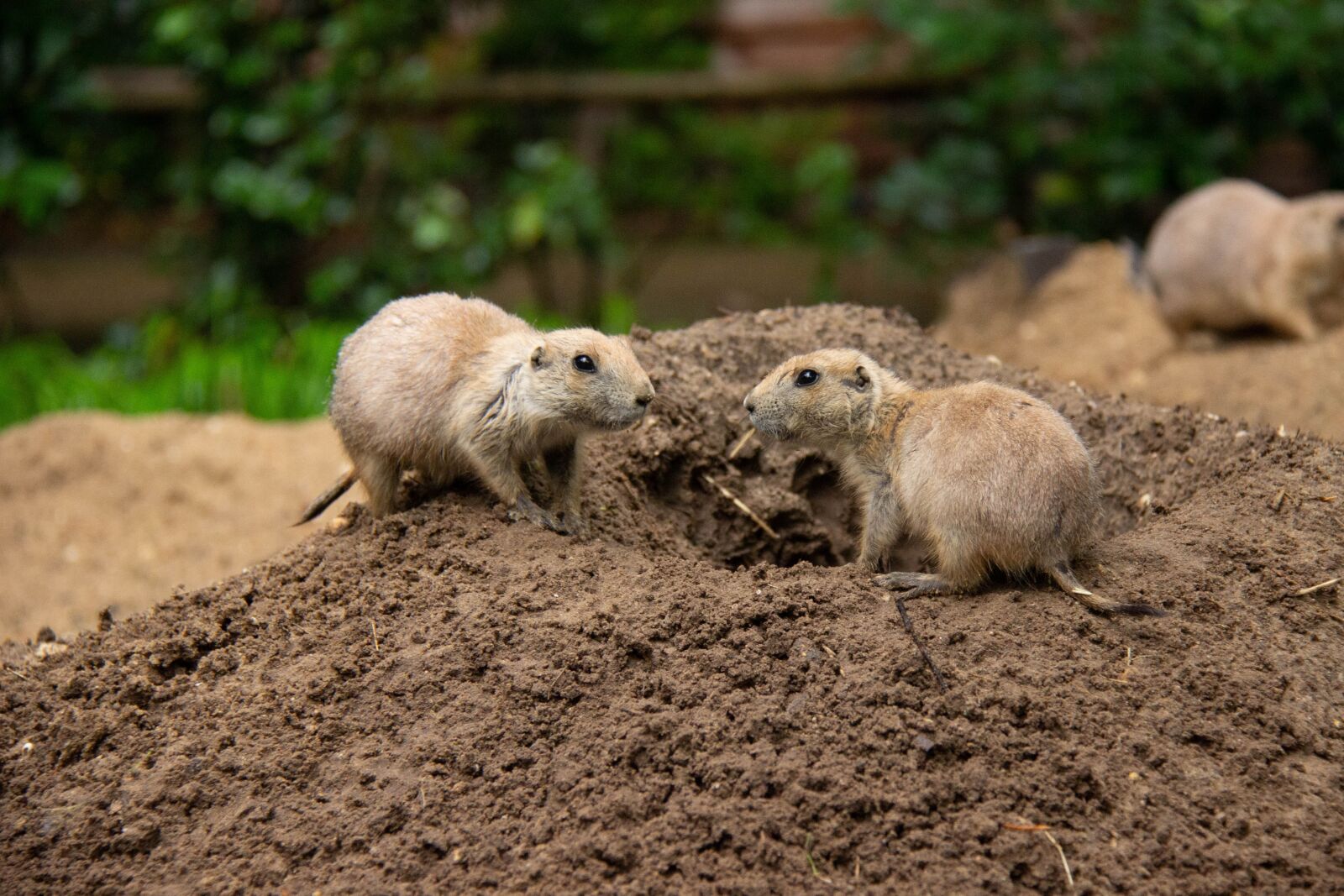 Canon EF-S 18-200mm F3.5-5.6 IS sample photo. Prairie dog, amersfoort, animal photography