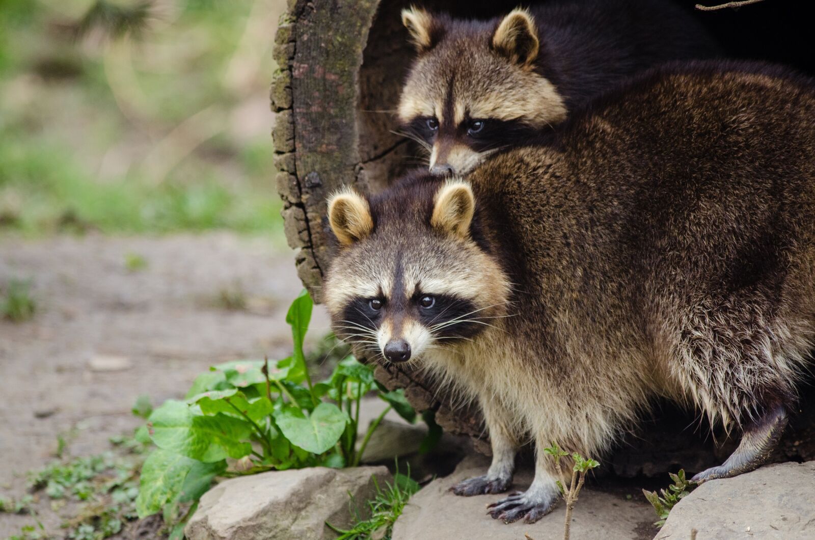 Nikon D7000 sample photo. Raccoon, wildlife, tree photography