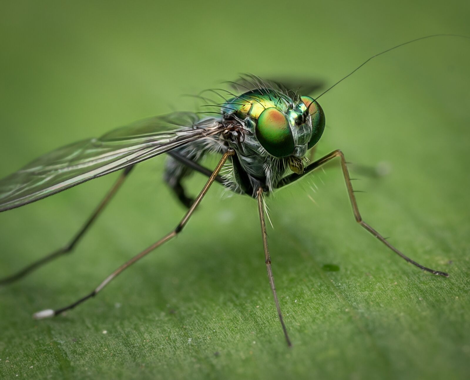 Sony a7R II + Sony FE 90mm F2.8 Macro G OSS sample photo. Macro, fly, nature photography
