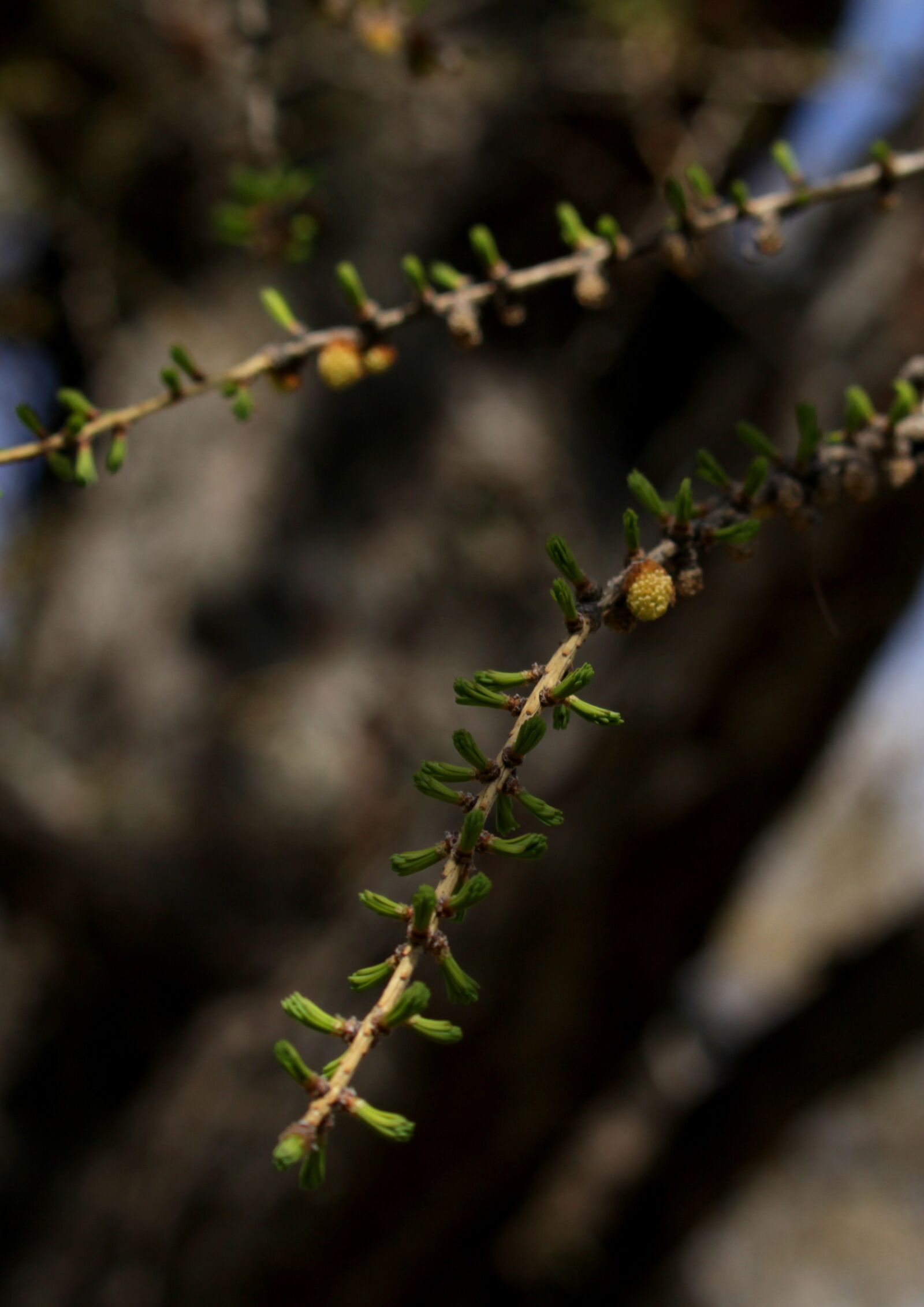 Canon EOS 1200D (EOS Rebel T5 / EOS Kiss X70 / EOS Hi) sample photo. Branch, spring, bloom photography