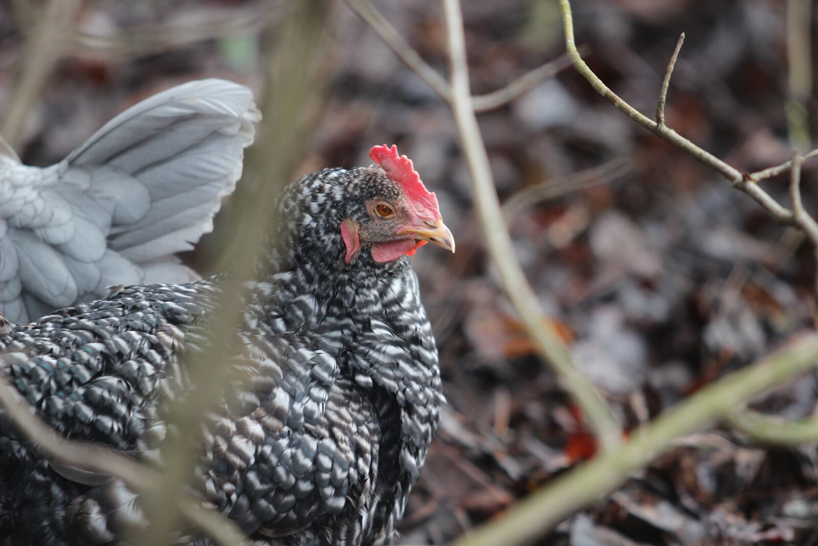Canon EF 70-200mm F2.8L USM sample photo. Chicken, hen, patched photography