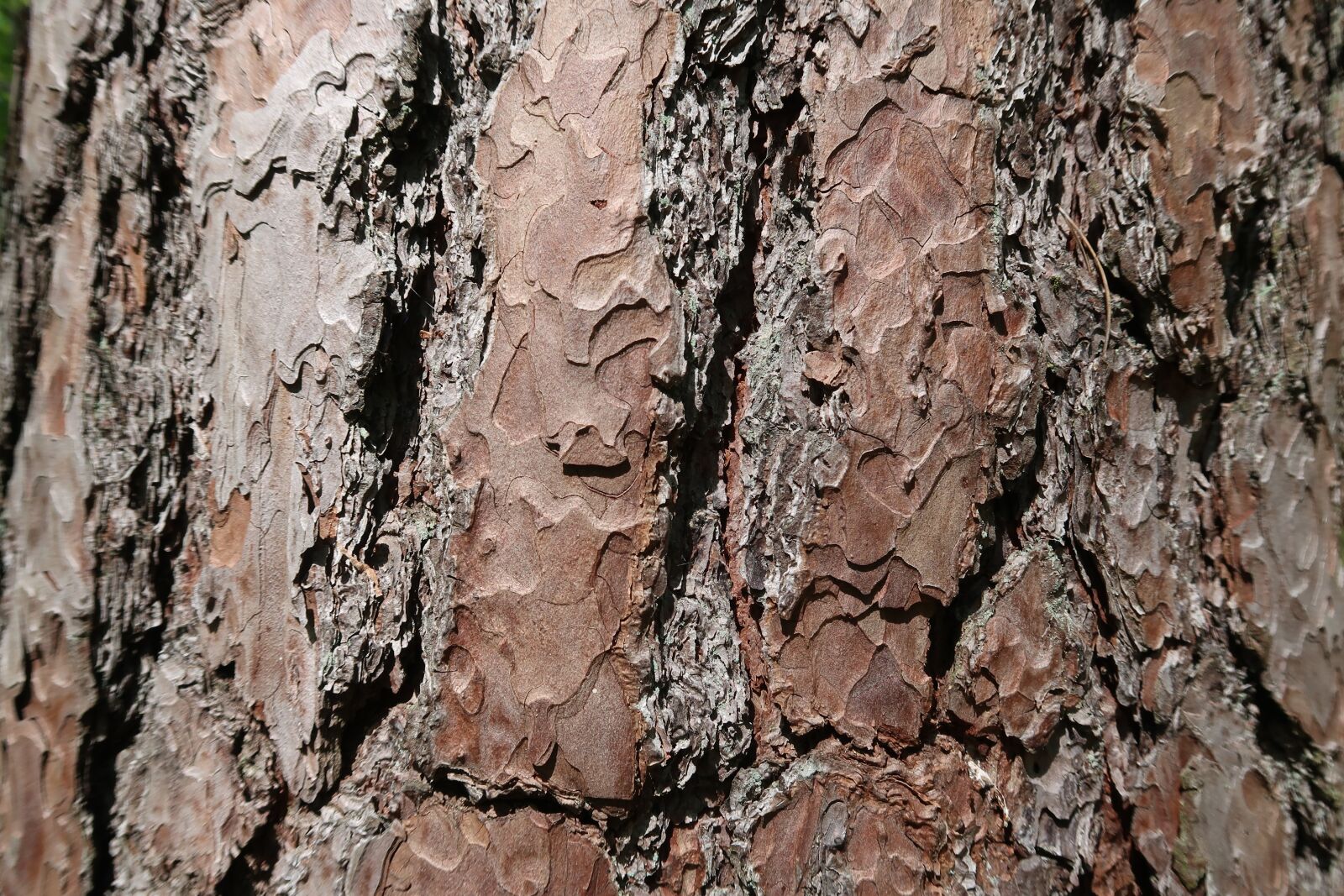 Canon PowerShot G7 X Mark II sample photo. Bark, tree, wood photography