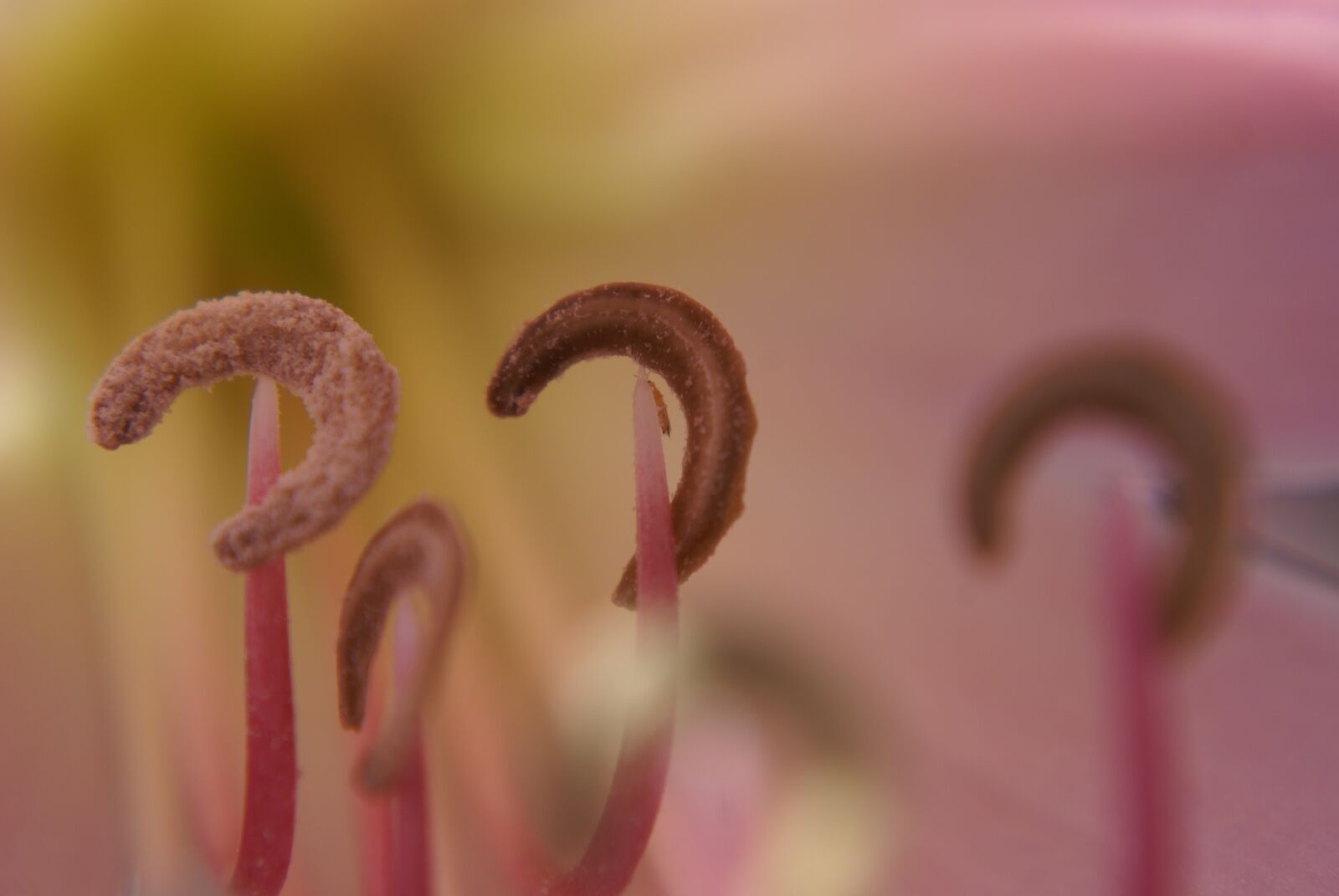 Sony Alpha DSLR-A100 sample photo. Flower, close up, spring photography
