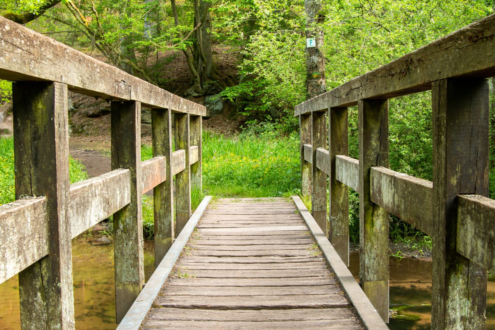 Canon EOS 70D sample photo. Bridge, bach, forest photography