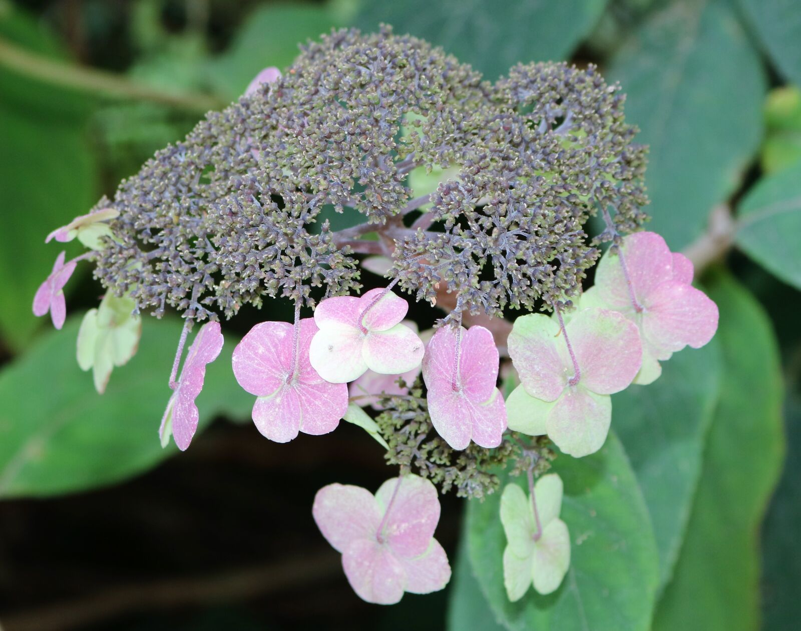 Canon EOS 750D (EOS Rebel T6i / EOS Kiss X8i) sample photo. Hydrangea barbed, garden, encyclopedia photography