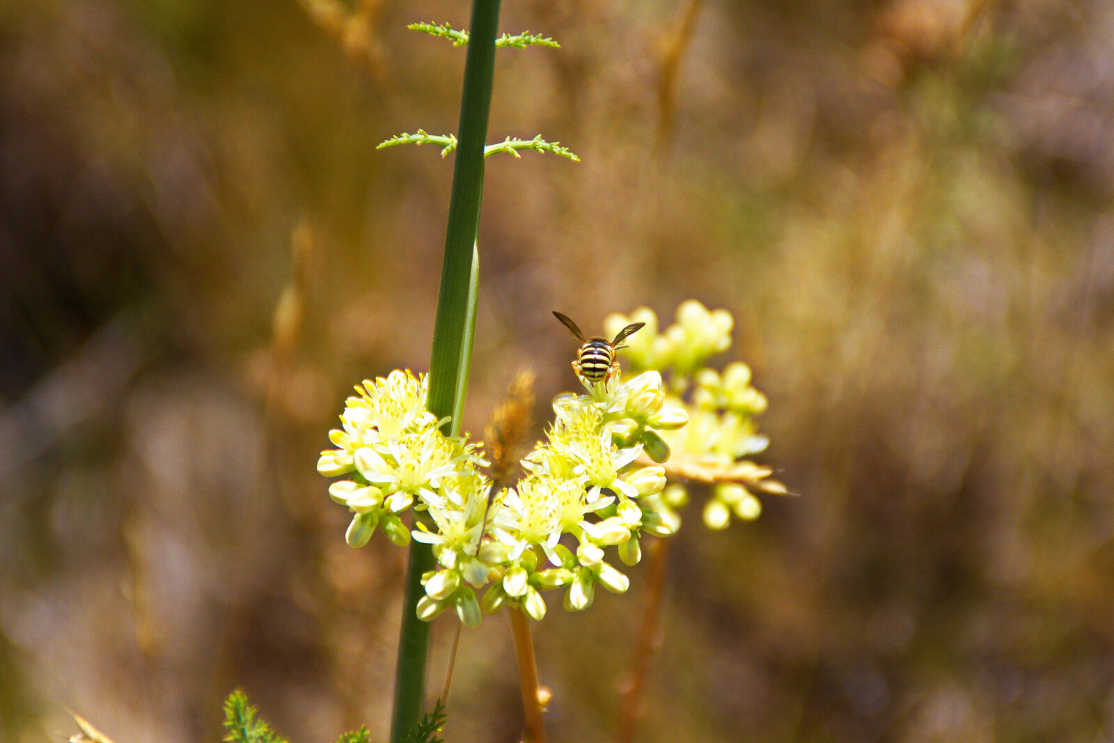 Canon EOS 450D (EOS Rebel XSi / EOS Kiss X2) sample photo. Bee, flores, plantas photography