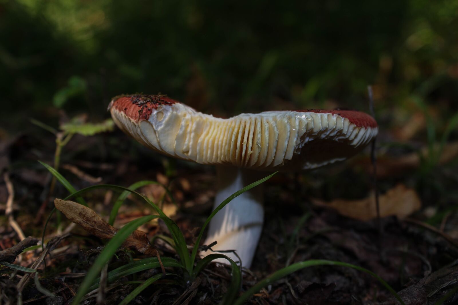 Canon EOS 600D (Rebel EOS T3i / EOS Kiss X5) sample photo. Mushroom, book spei russula photography