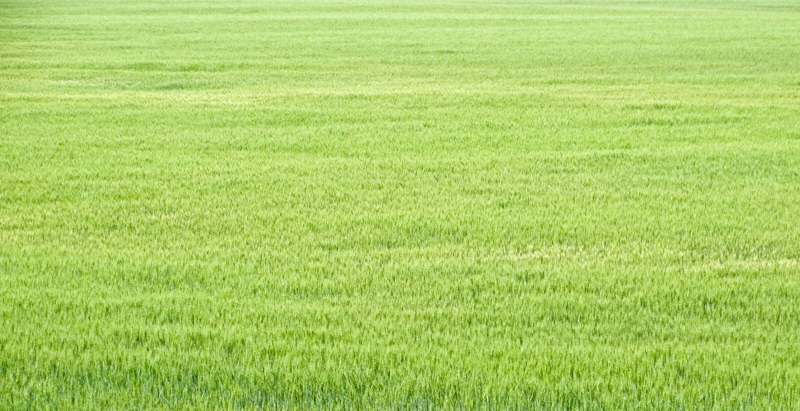 Sony Cyber-shot DSC-HX350 sample photo. Wheat, land, agriculture photography