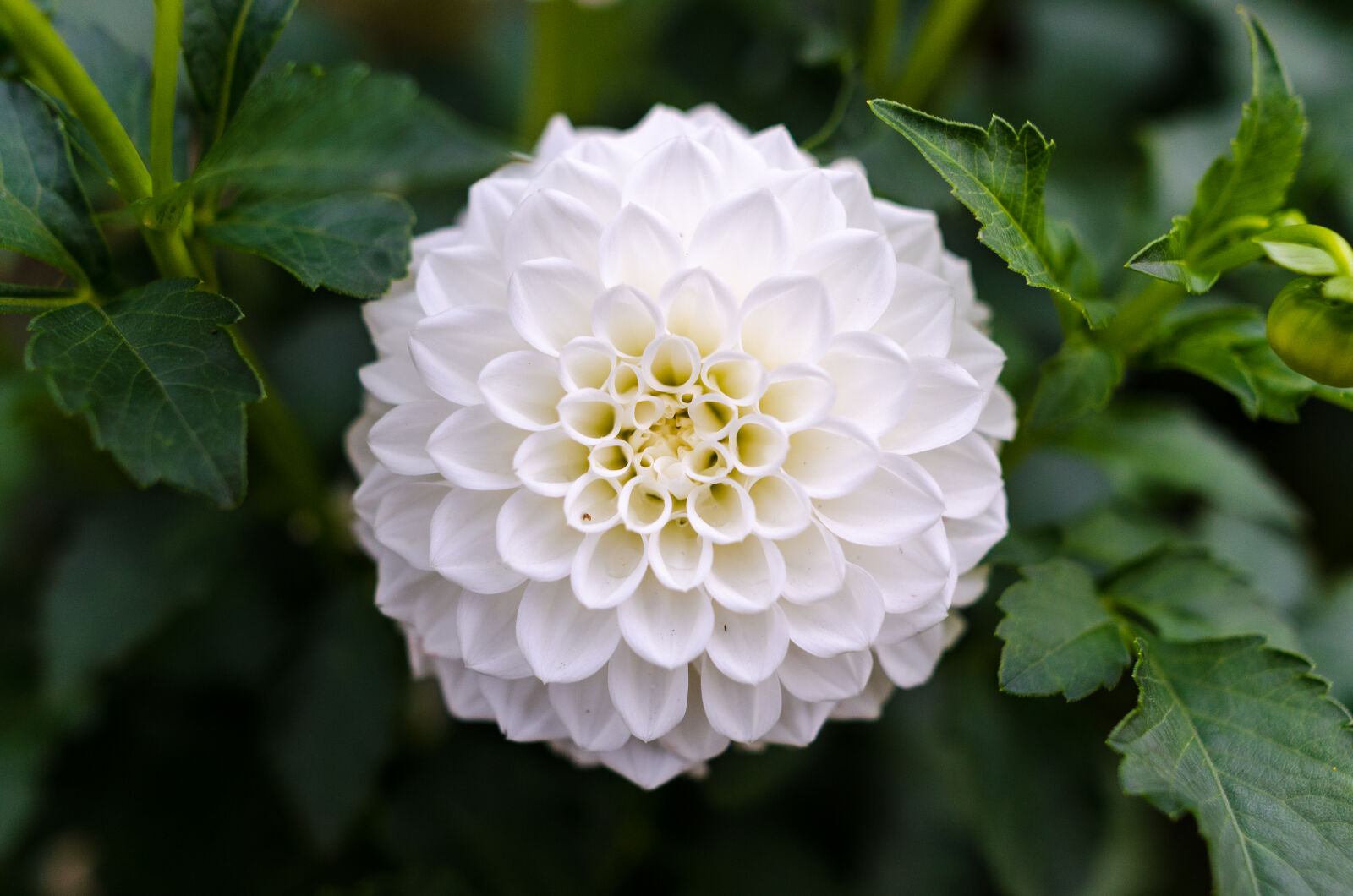 Nikon D5100 sample photo. White, dahlia, closeup, photography photography