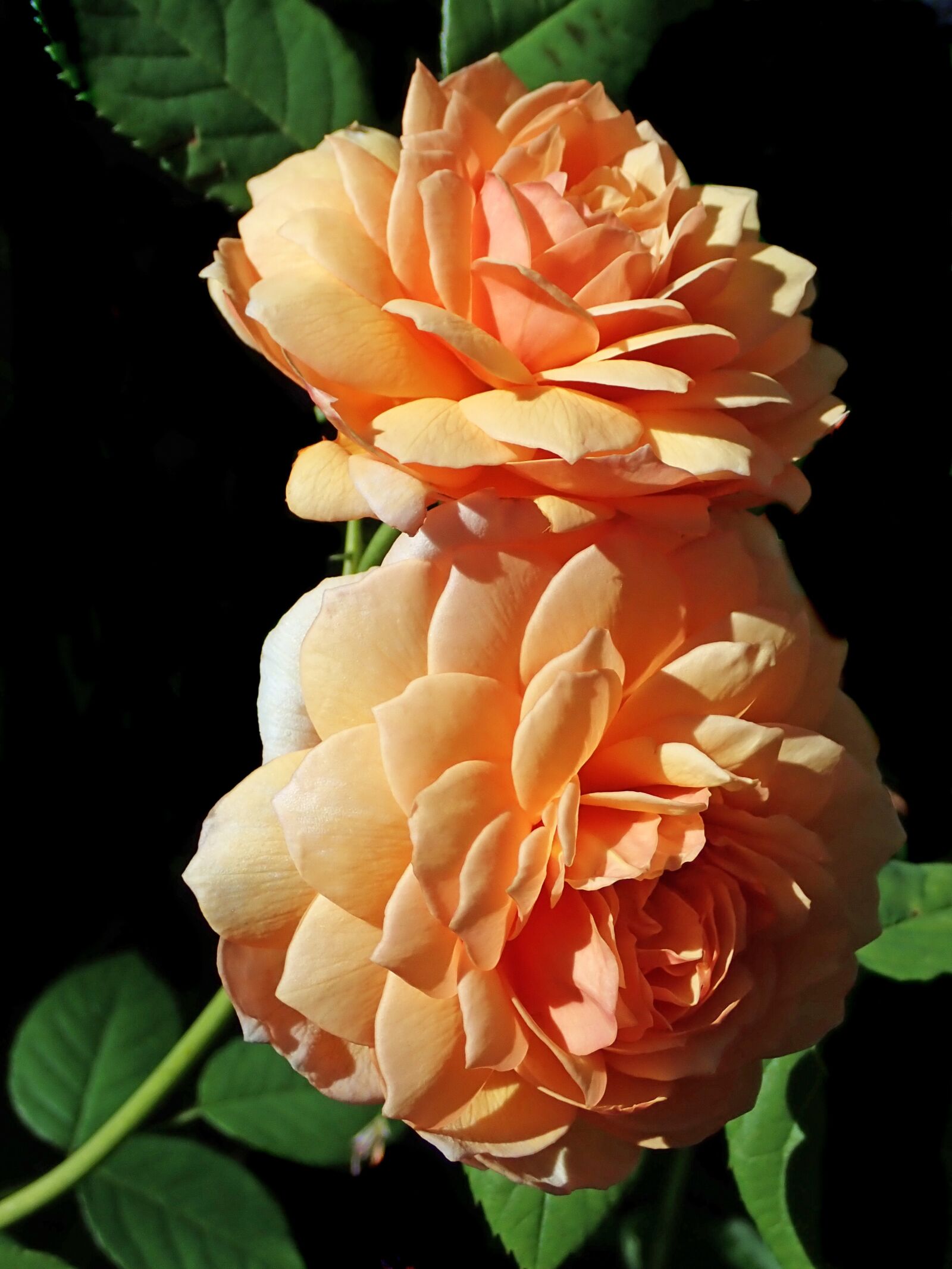 Olympus TG-5 sample photo. Roses, flowers, fragrant photography
