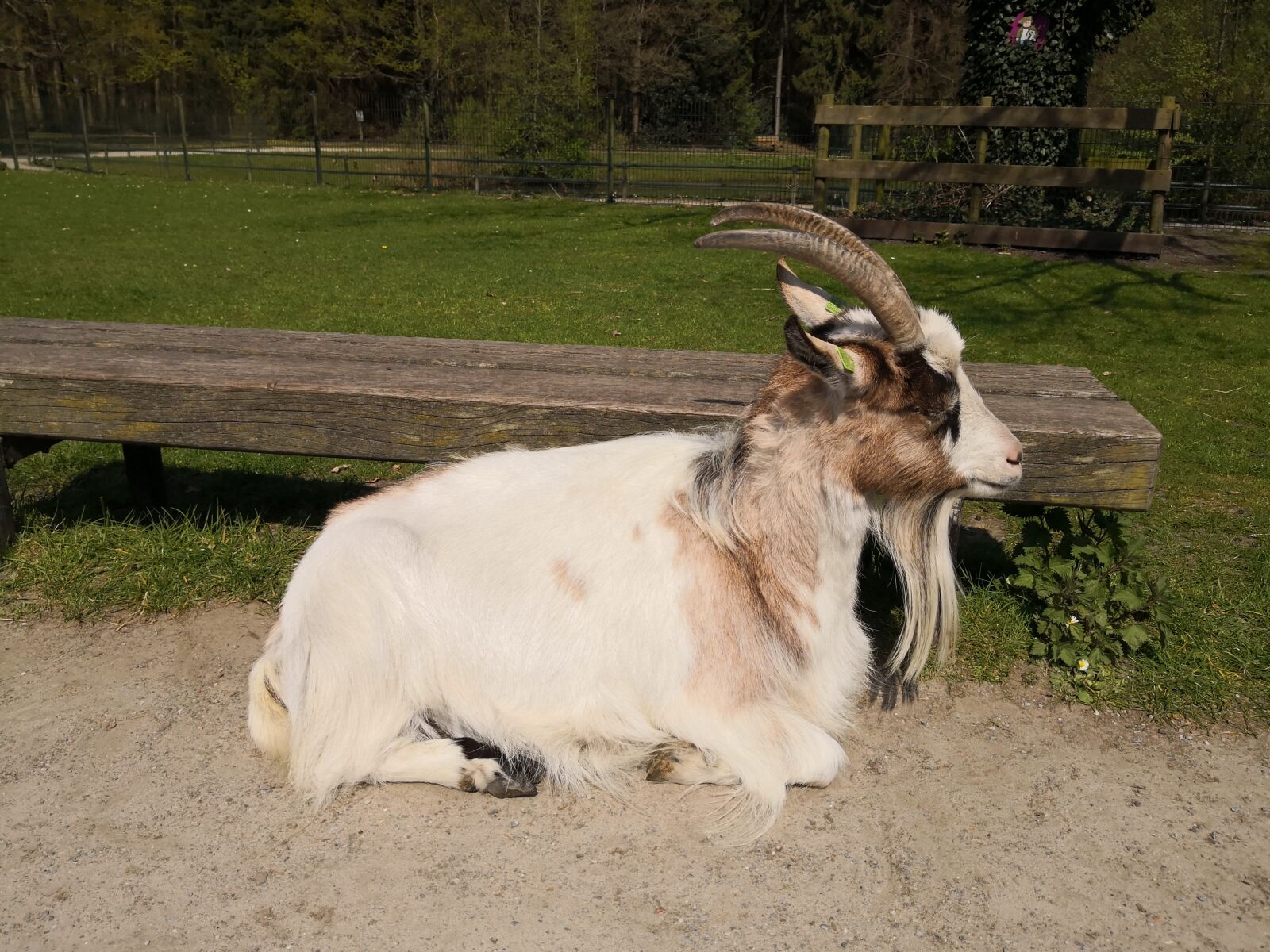 HUAWEI Mate 10 Pro sample photo. Goat, farm, meadow photography