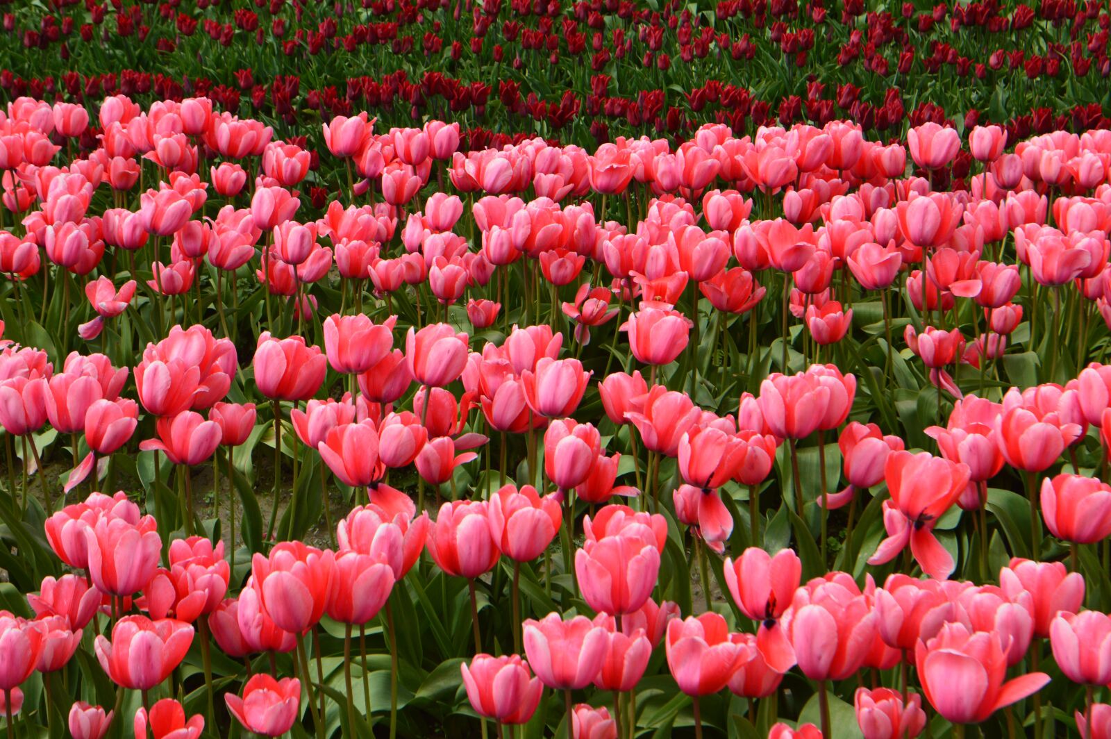 Nikon D3200 sample photo. Tulips, flower of tulip photography
