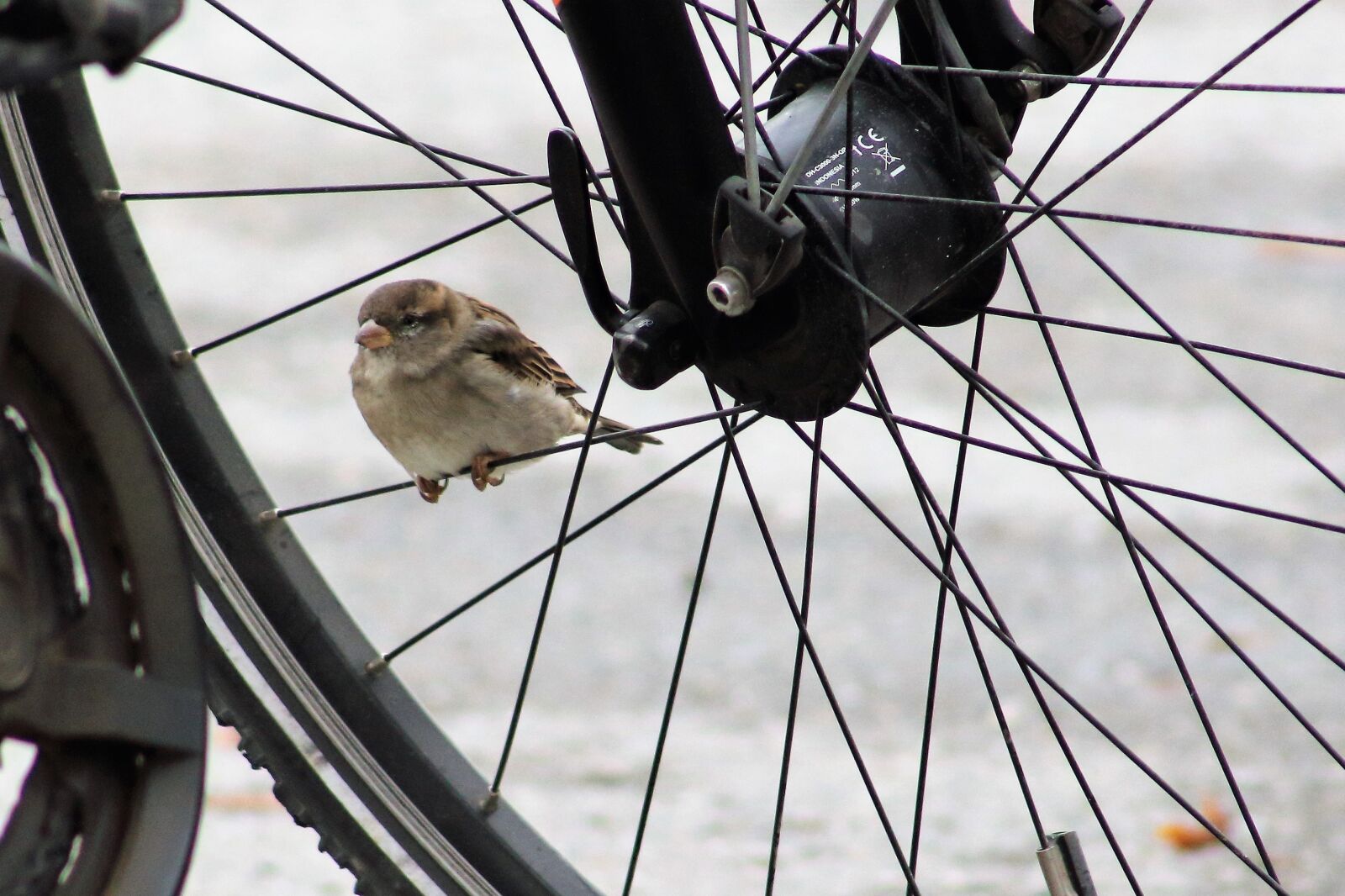 Canon EOS 1200D (EOS Rebel T5 / EOS Kiss X70 / EOS Hi) + EF75-300mm f/4-5.6 sample photo. Sparrow, bicycle spoke, sit photography