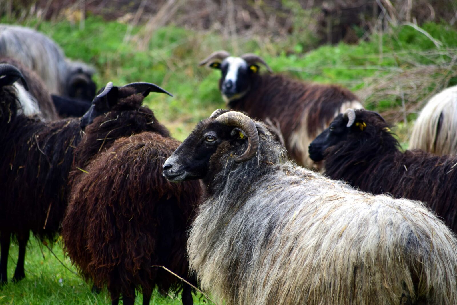 Nikon D3300 sample photo. Animal, sheep, ram, grass photography