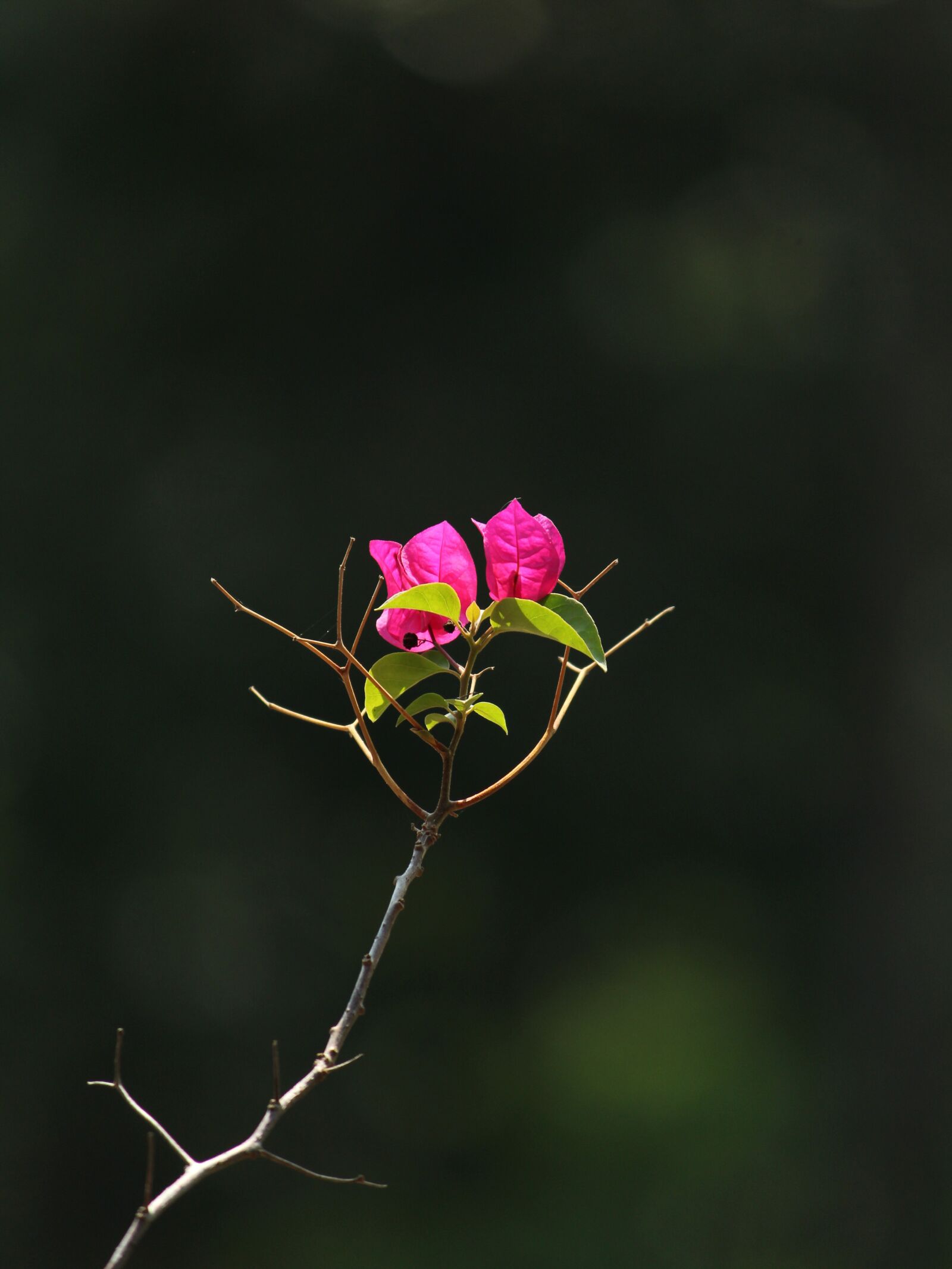 Canon EOS 1300D (EOS Rebel T6 / EOS Kiss X80) sample photo. Kerala, india, flower photography