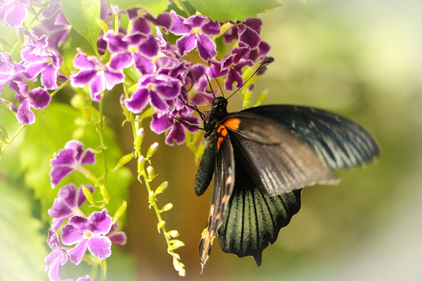 Canon EOS 7D Mark II + Canon EF-S 18-135mm F3.5-5.6 IS STM sample photo. Butterfly, flowers, nature photography