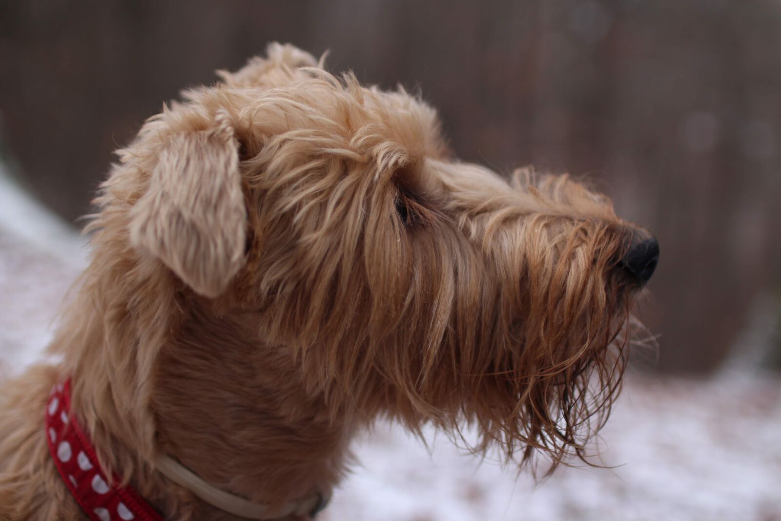 Canon EOS 650D (EOS Rebel T4i / EOS Kiss X6i) sample photo. Dog, winter, pet photography