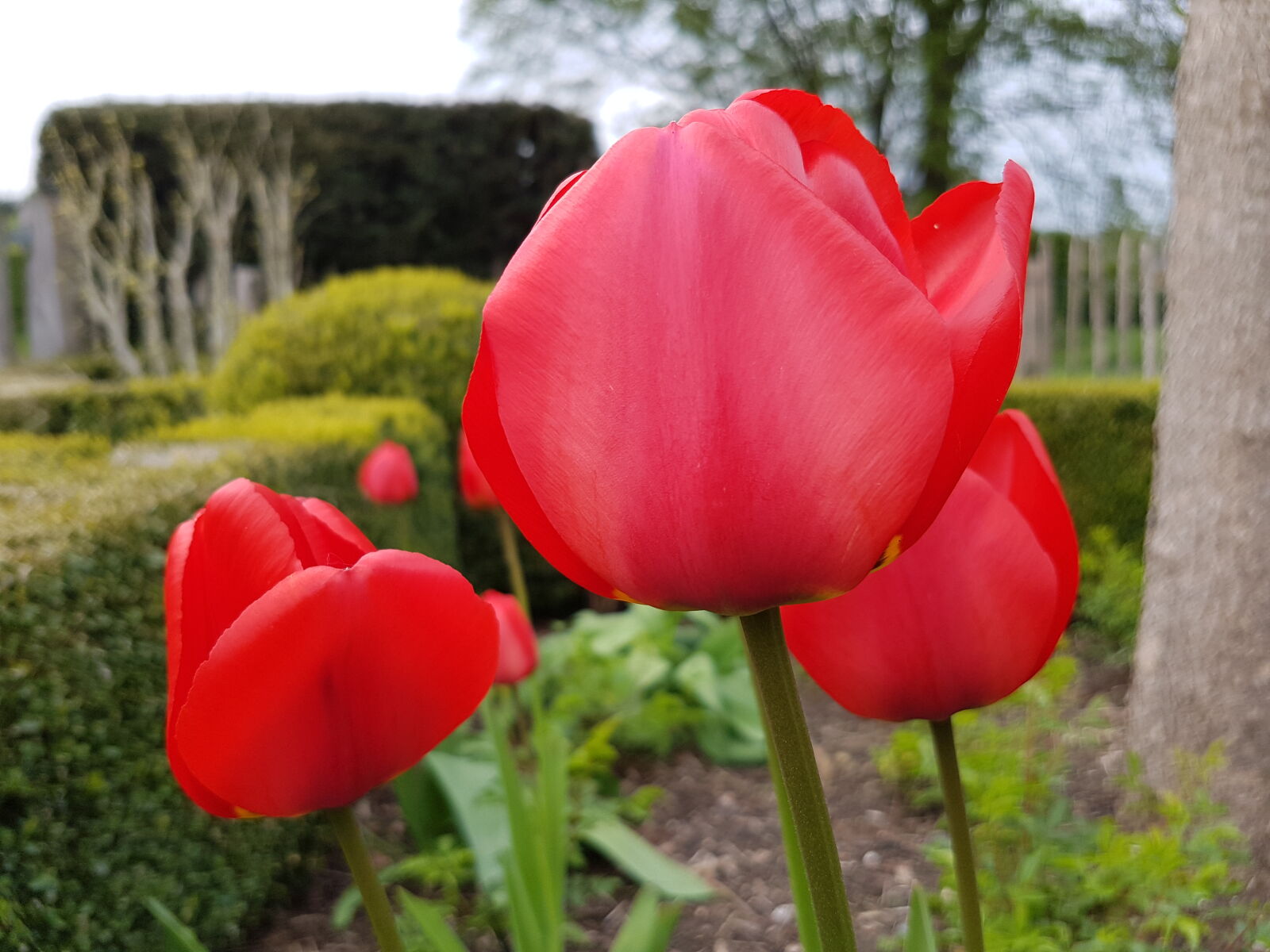 Samsung Galaxy S7 Edge sample photo. Beautiful, flowers, beauty, color photography
