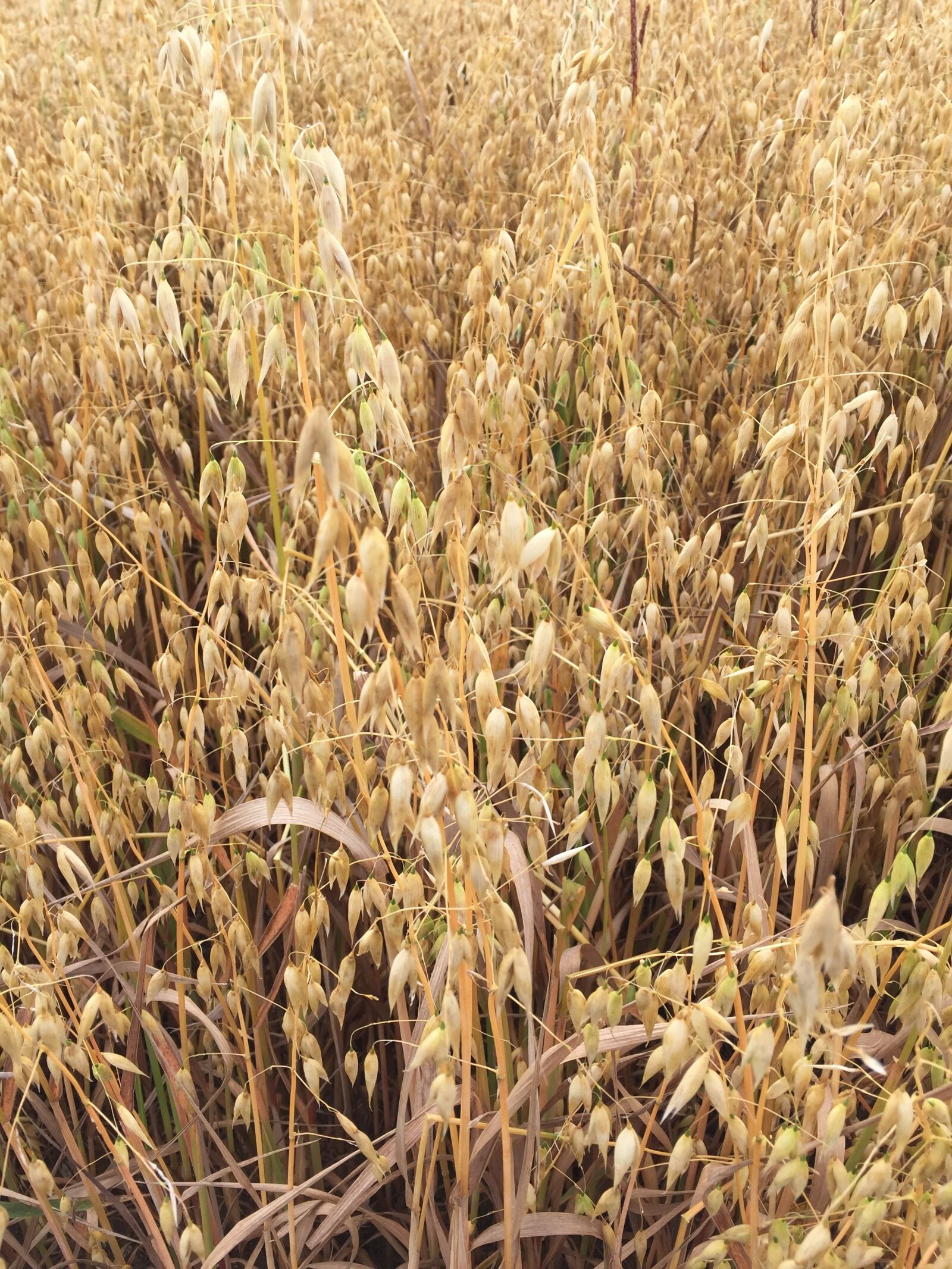 Apple iPhone 6 sample photo. Grasses, grains, field photography