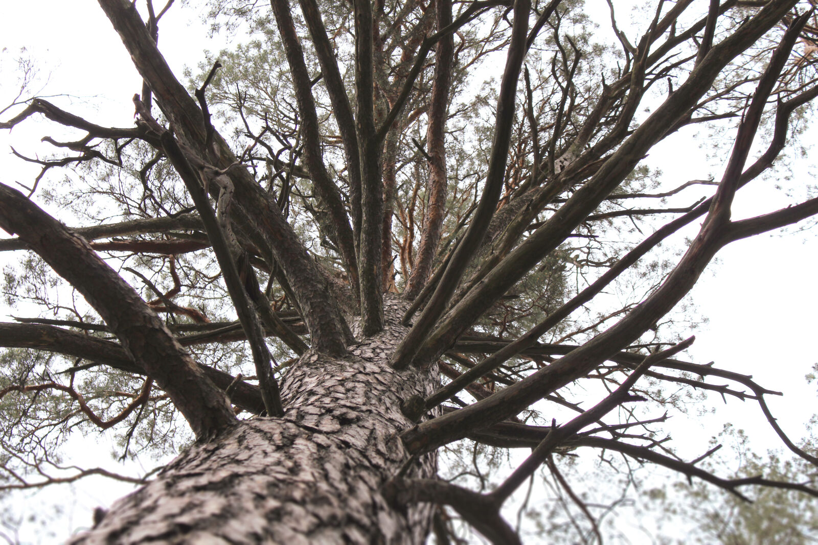 Canon EOS 1300D (EOS Rebel T6 / EOS Kiss X80) sample photo. Background, branches, forest, low photography