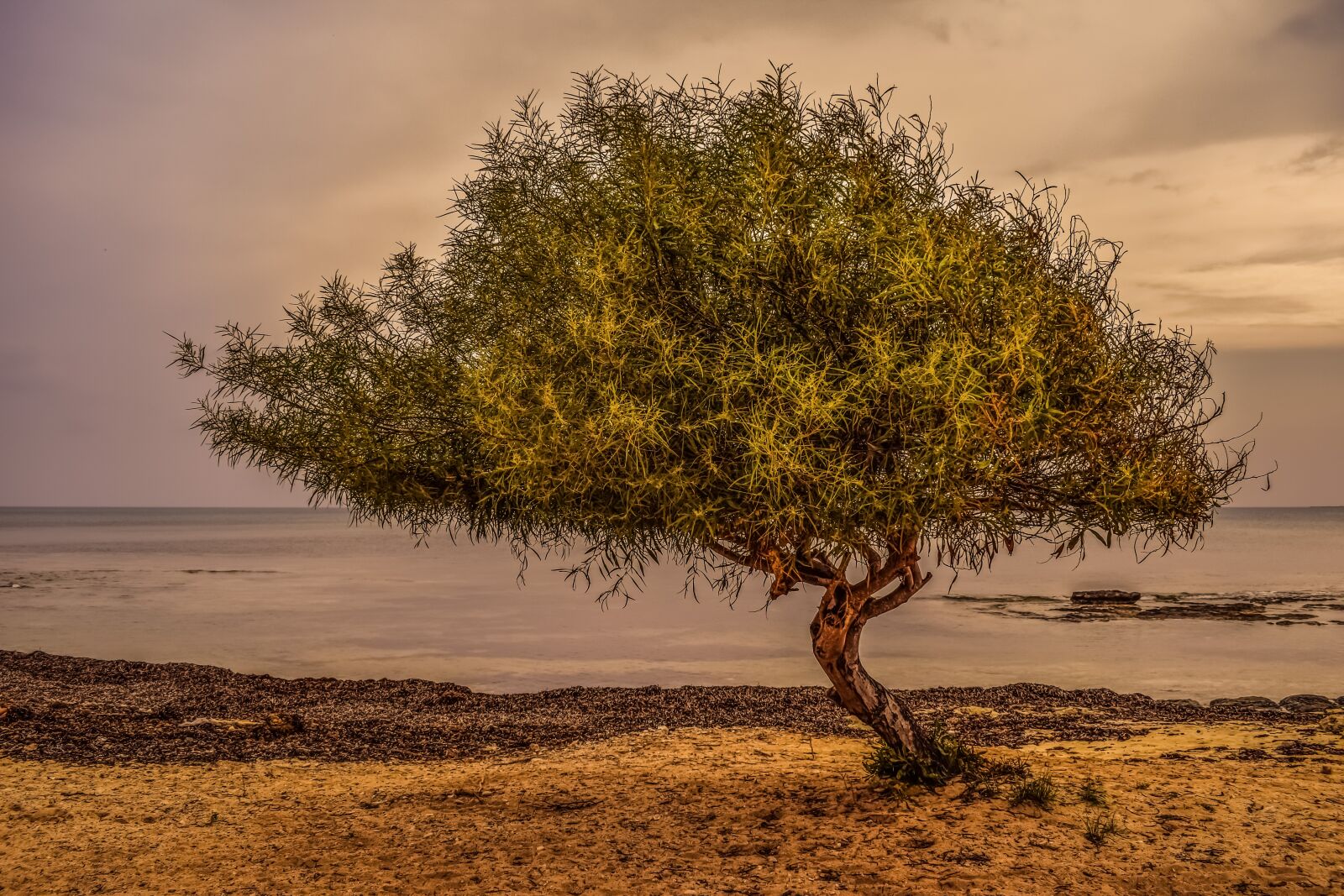 Nikon D3300 sample photo. Tree, sea, beach photography