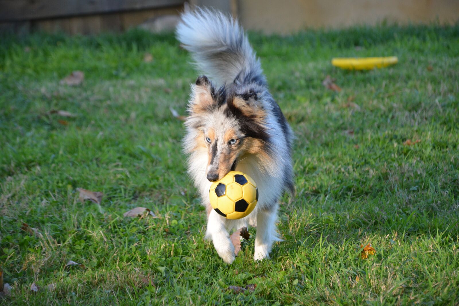 Nikon D5200 sample photo. Dog, bitch shetland sheepdog photography
