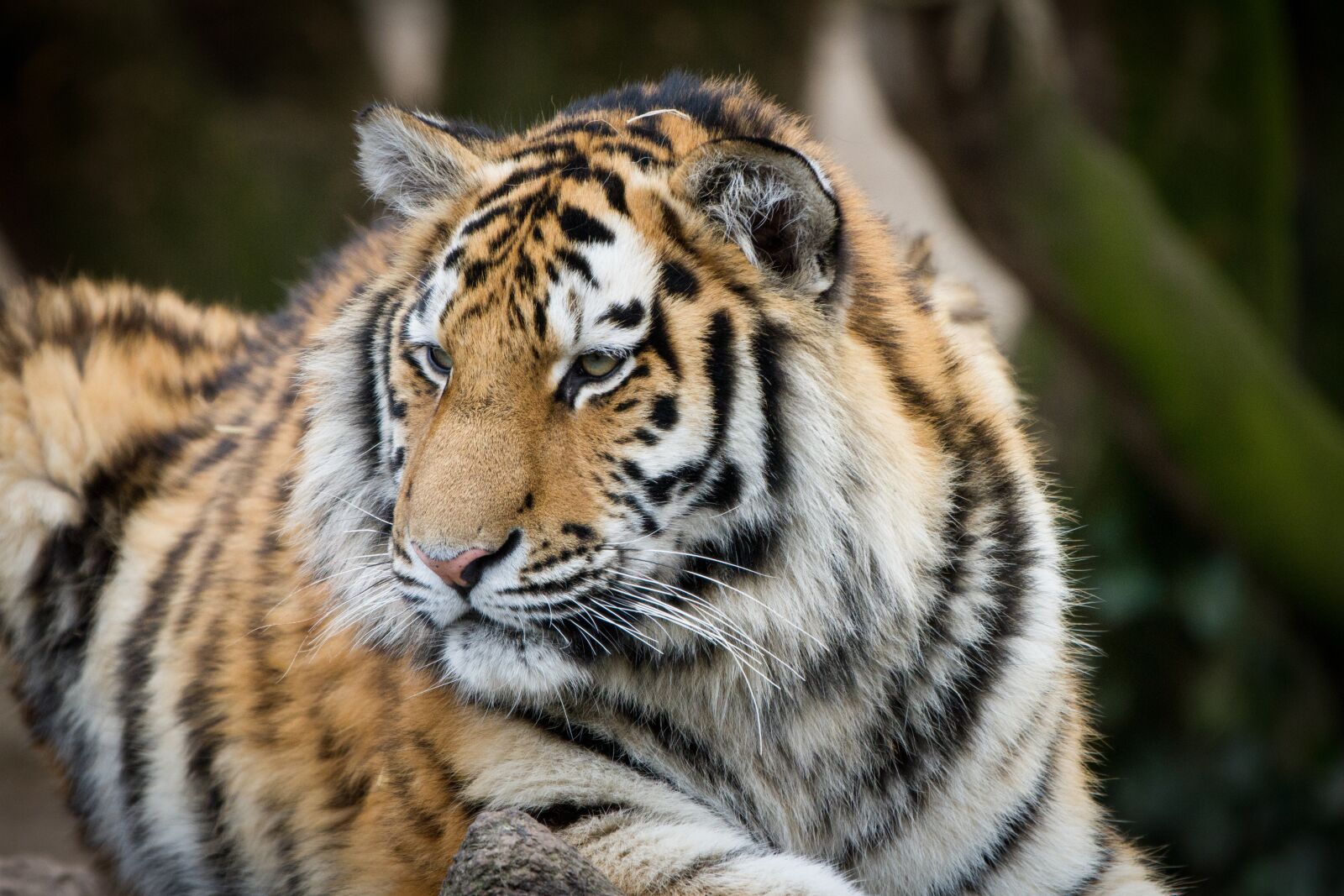 Canon EOS 7D + Canon EF 70-200mm F2.8L IS II USM sample photo. Tiger, zoo, cologne photography