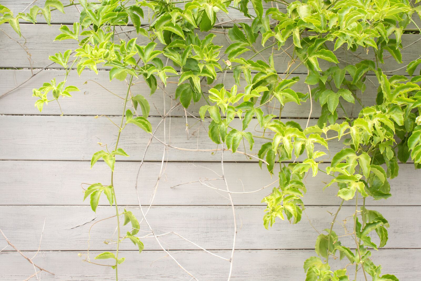 Nikon D7200 sample photo. Fence, tree, plants photography