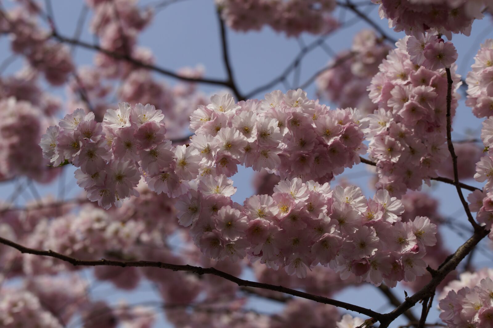 Sony SLT-A58 sample photo. Cherry blossom, blossom, bloom photography