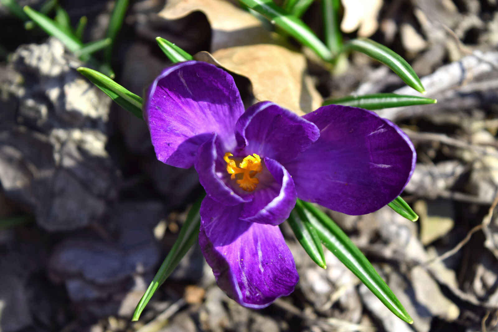 Nikon D3300 sample photo. Crocus, flowers, garden, nature photography