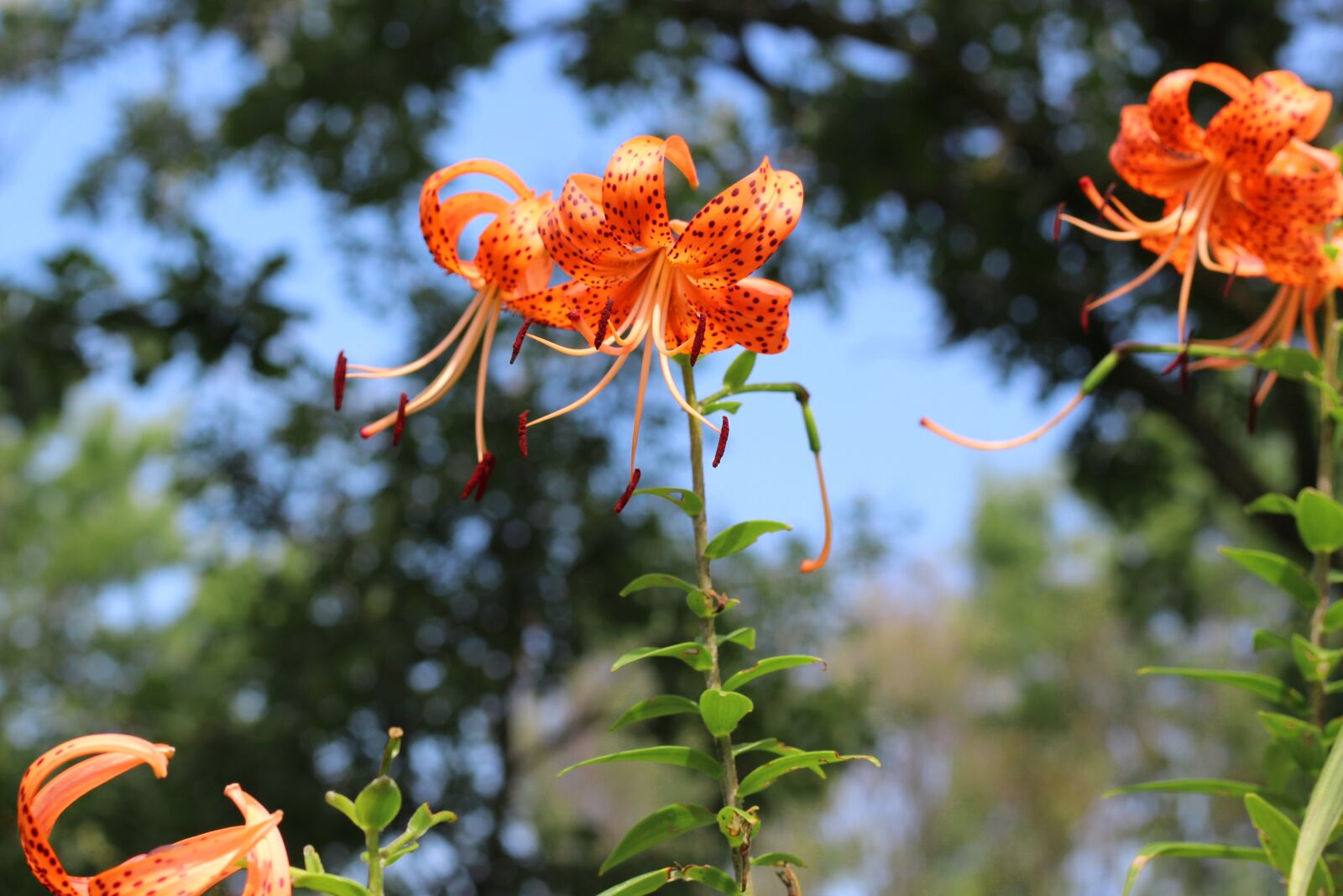 Canon EOS 1200D (EOS Rebel T5 / EOS Kiss X70 / EOS Hi) sample photo. Tiger, lily, orange photography