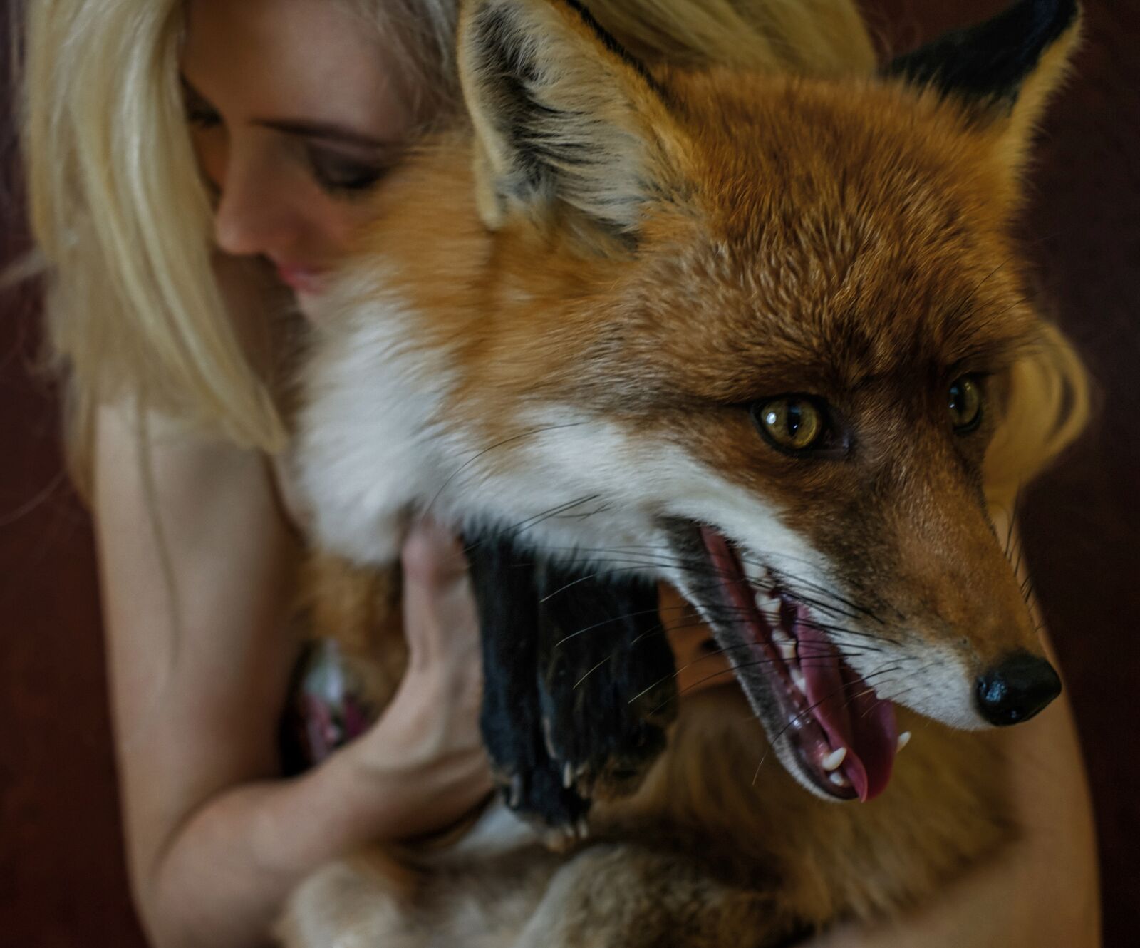 Fujifilm X-E1 + Fujifilm XF 35mm F1.4 R sample photo. Dog, fox, animals photography