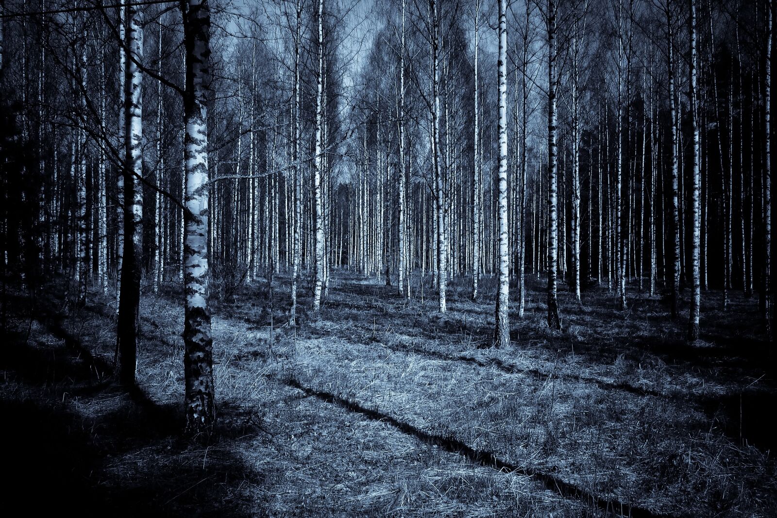 Canon PowerShot S90 sample photo. Forest, night, dark photography