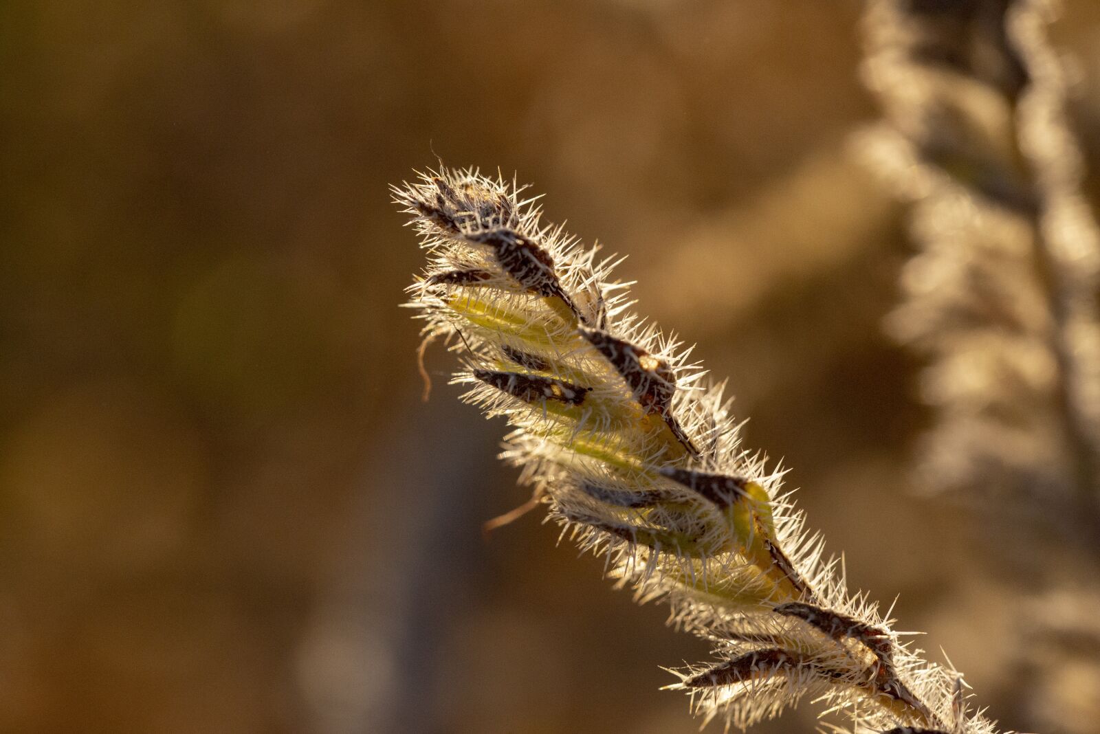 Nikon D600 sample photo. Flower, nature, thorns photography