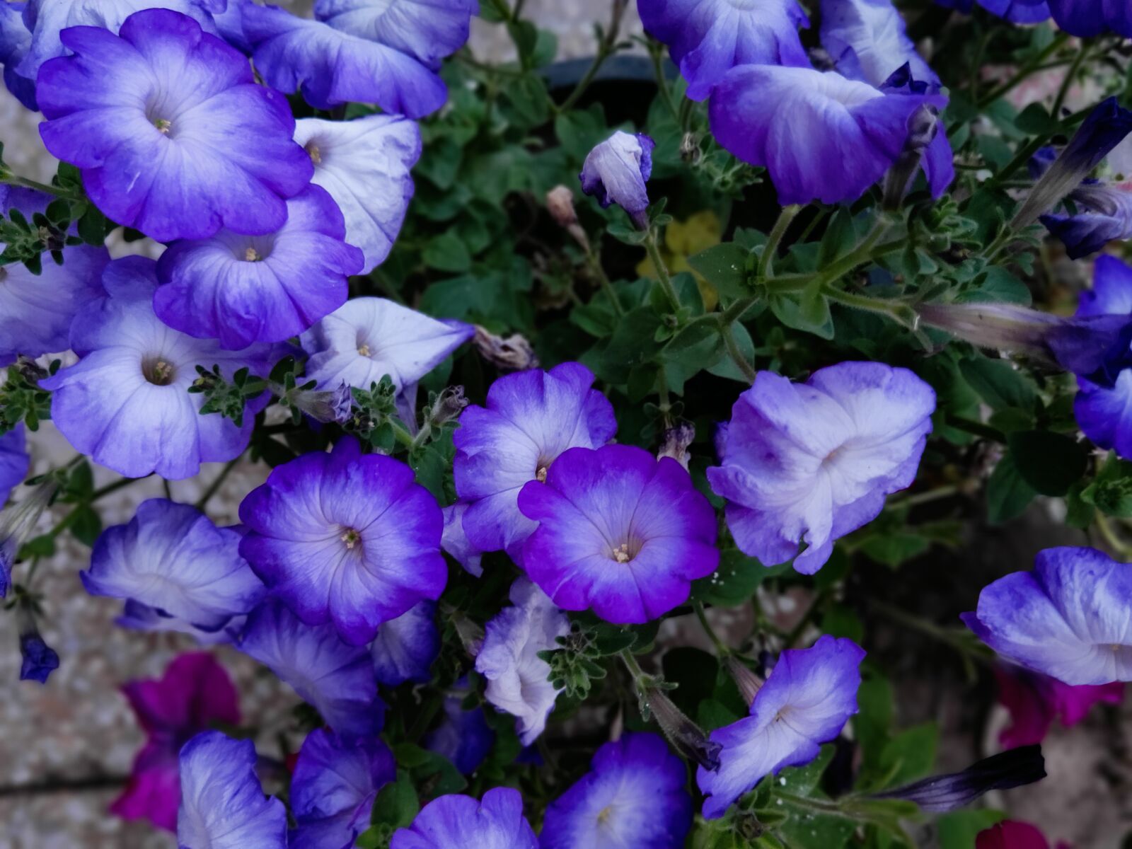 Realme 3 PRO sample photo. Spring, flowers, blossom photography