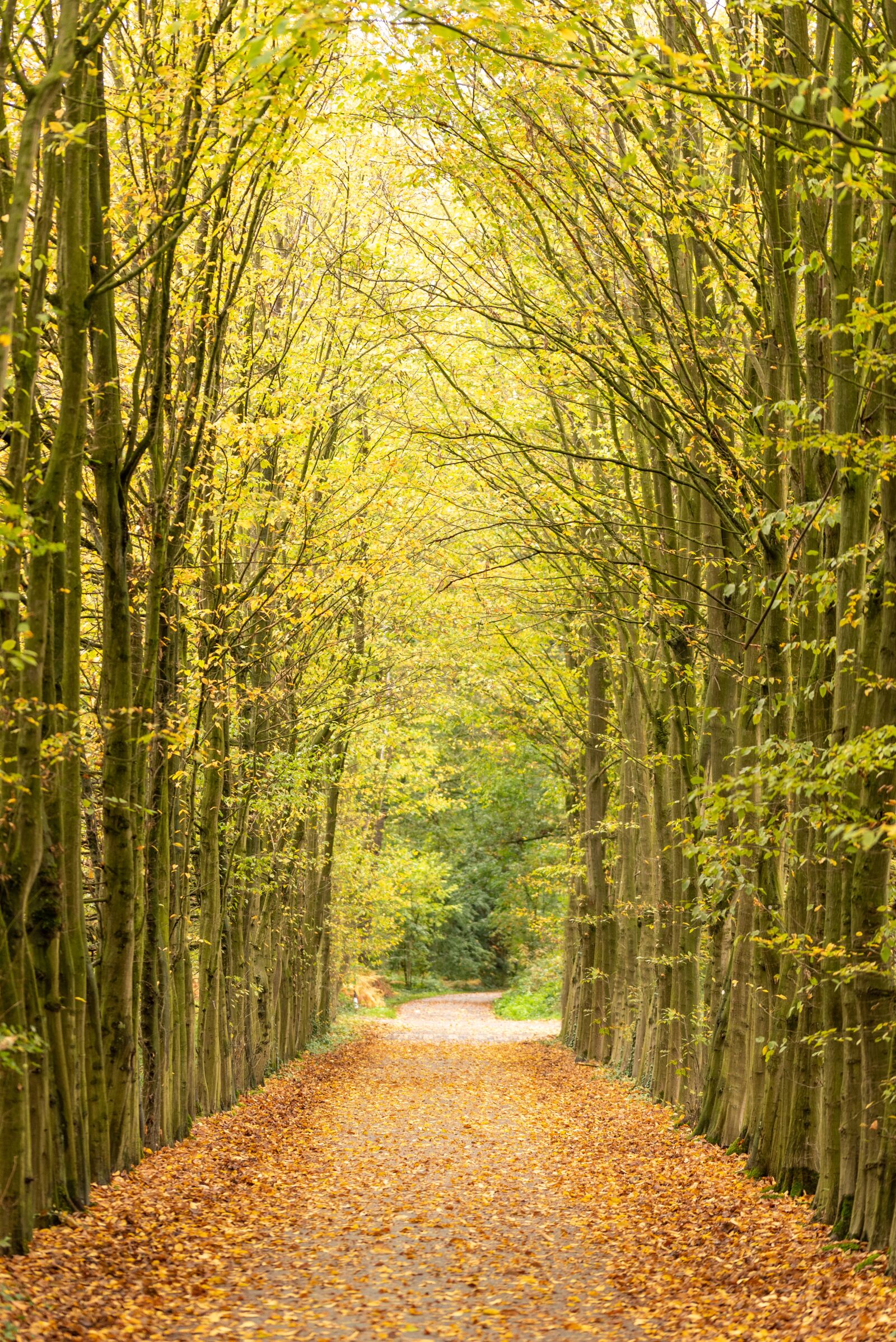 Nikon D750 sample photo. Avenue, autumn, trees photography