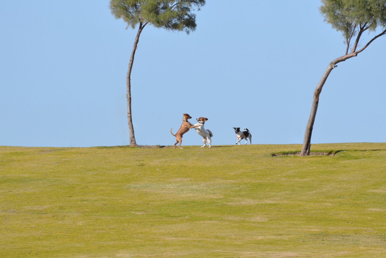 Nikon D7000 sample photo. Nature, grass, sky photography