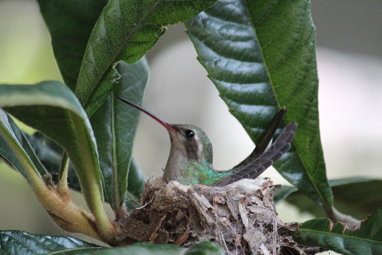 Canon EOS 600D (Rebel EOS T3i / EOS Kiss X5) + Canon EF-S 55-250mm F4-5.6 IS sample photo. Hummingbird, ave, nature photography