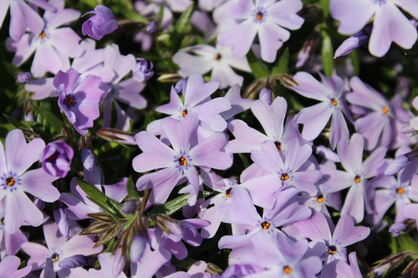 Canon EOS 1200D (EOS Rebel T5 / EOS Kiss X70 / EOS Hi) sample photo. Creeping phlox, flower, bloom photography