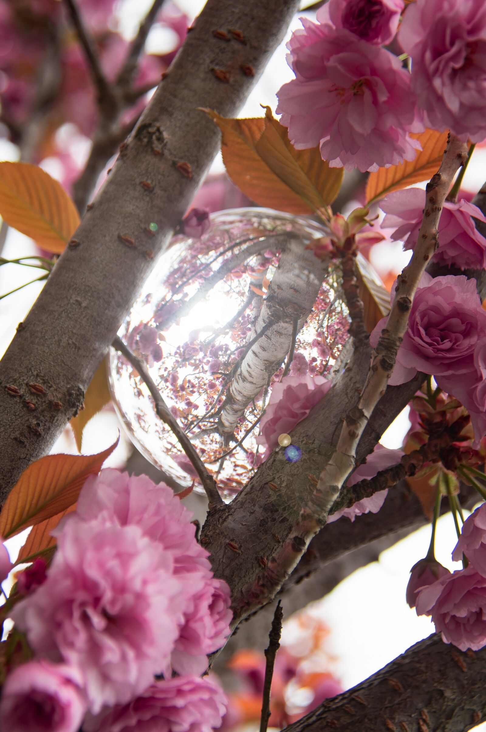 Nikon D3200 sample photo. Pink, japan cherry, flower photography